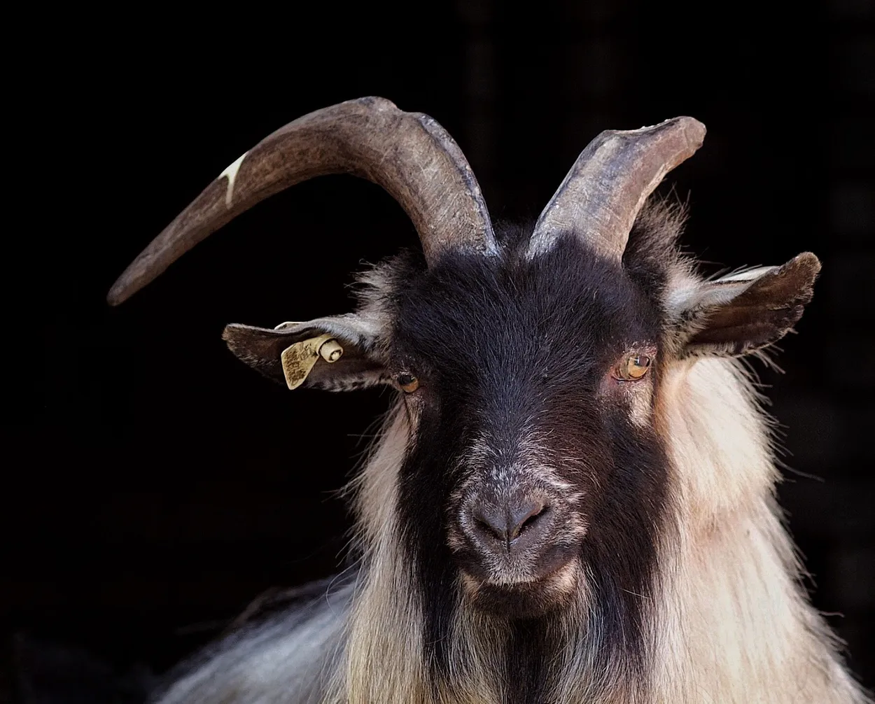 Entry 7378227