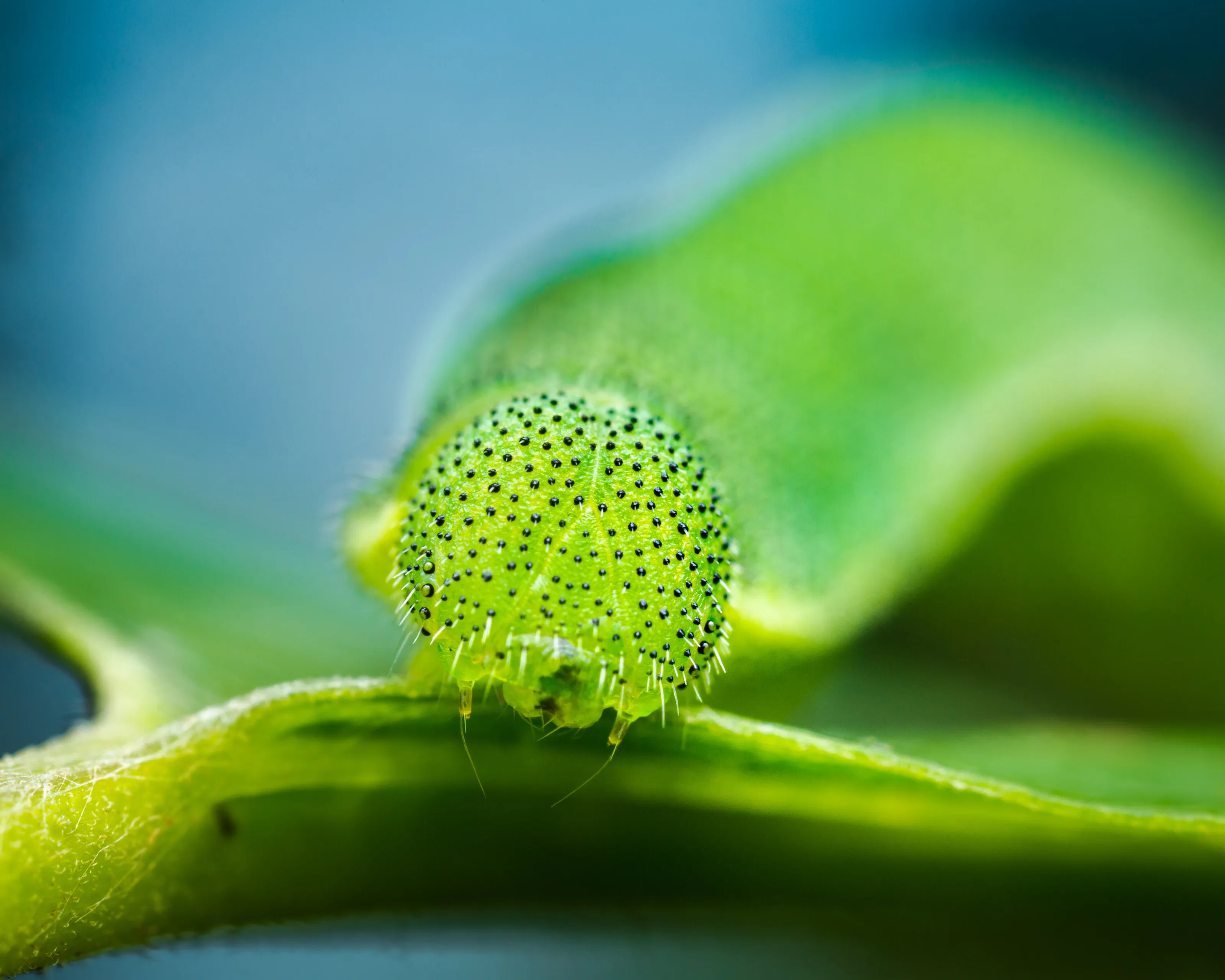 Brimstone Butterfly caterpillar