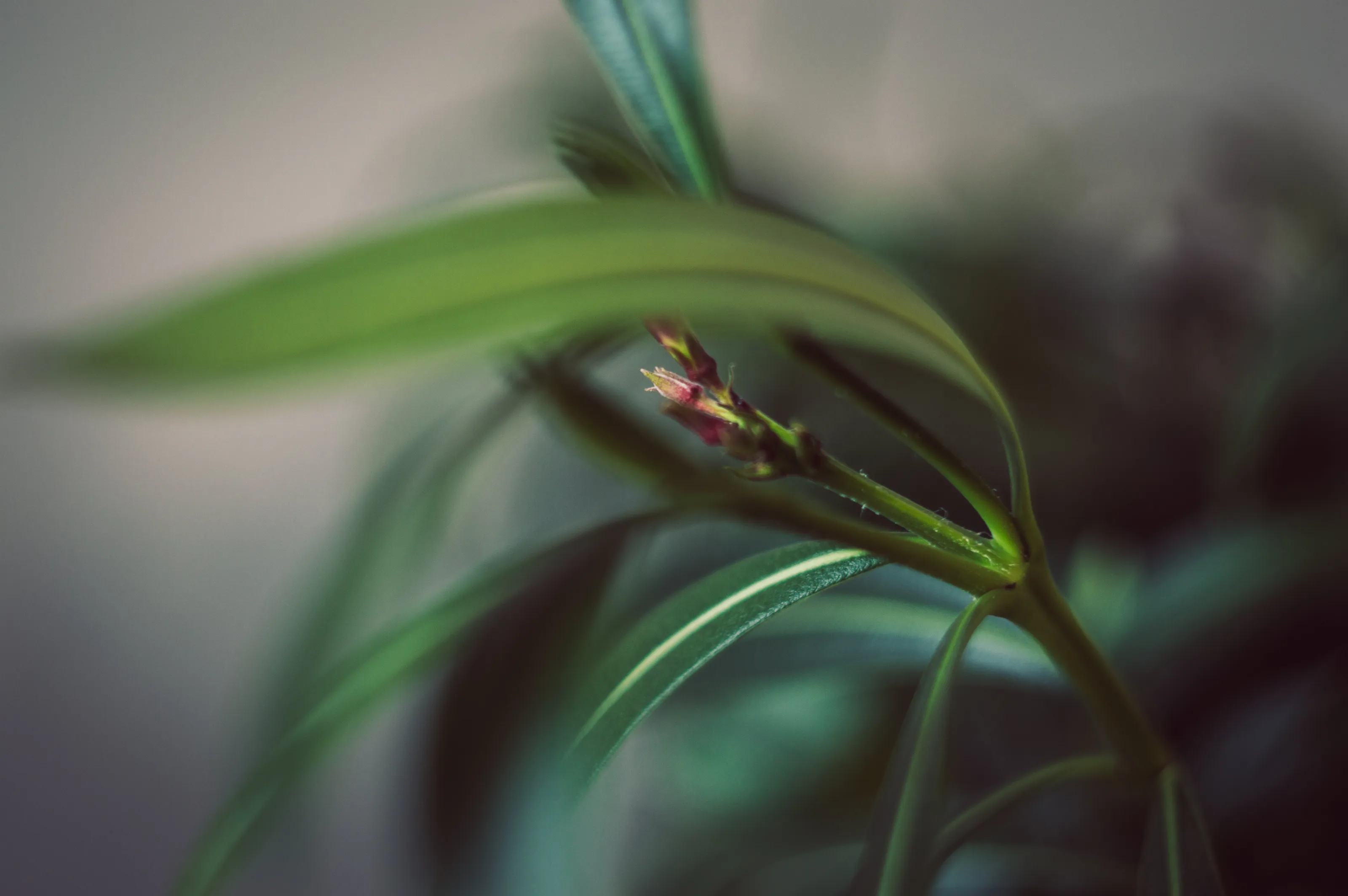 Flower bud