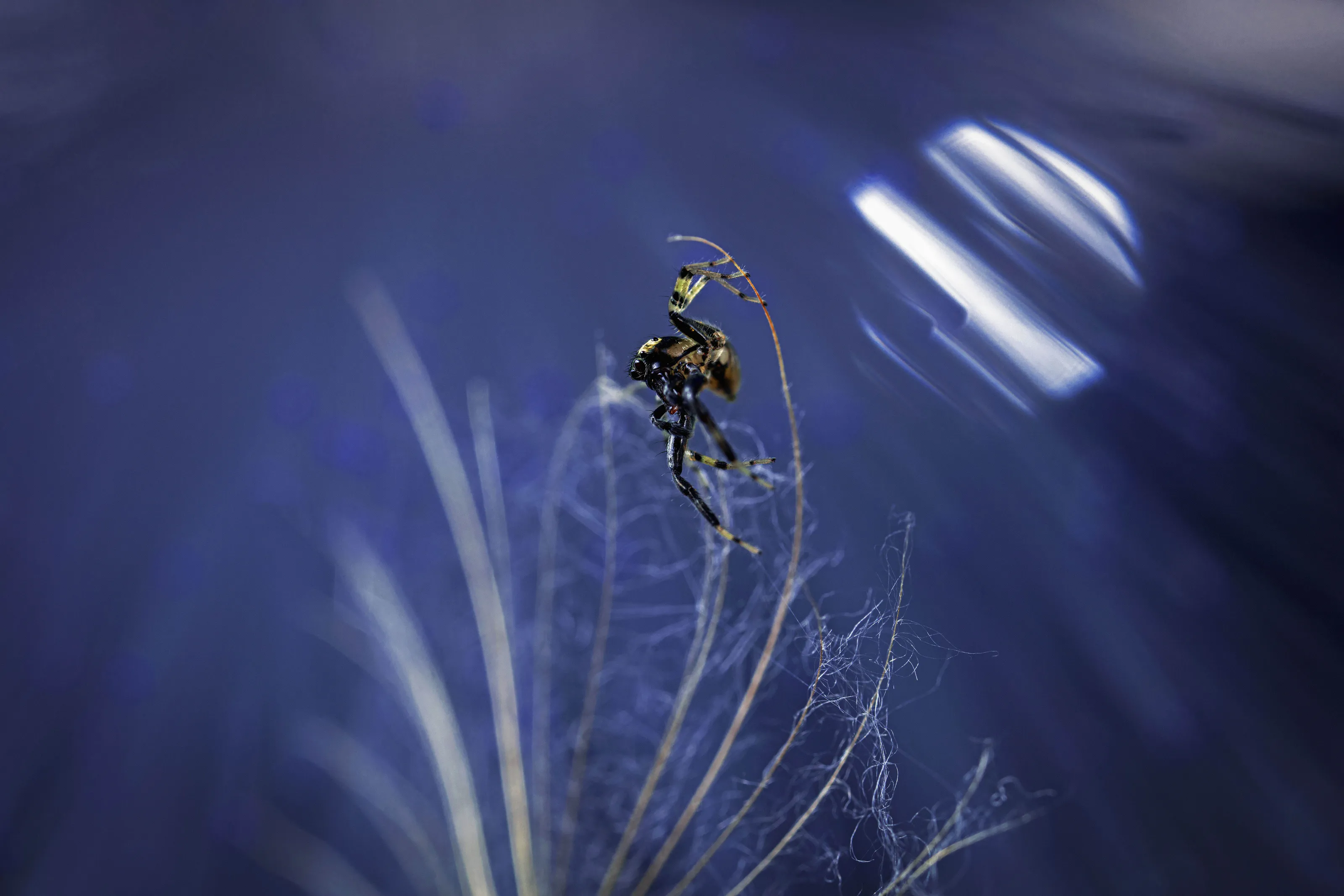 Spider on the branch