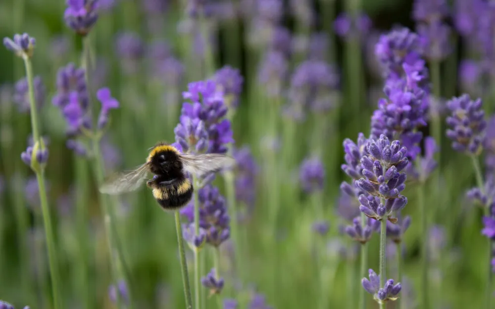 Bee