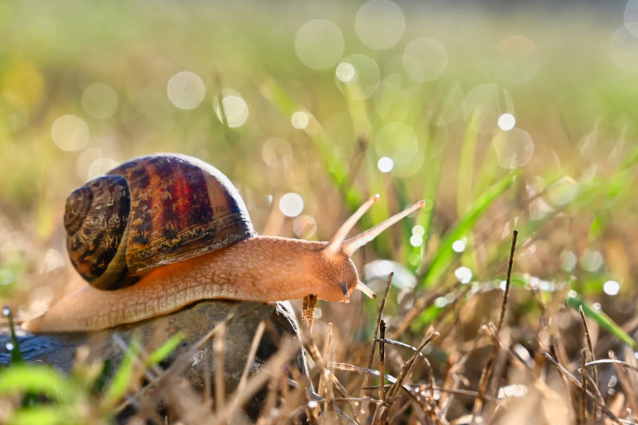 Snail