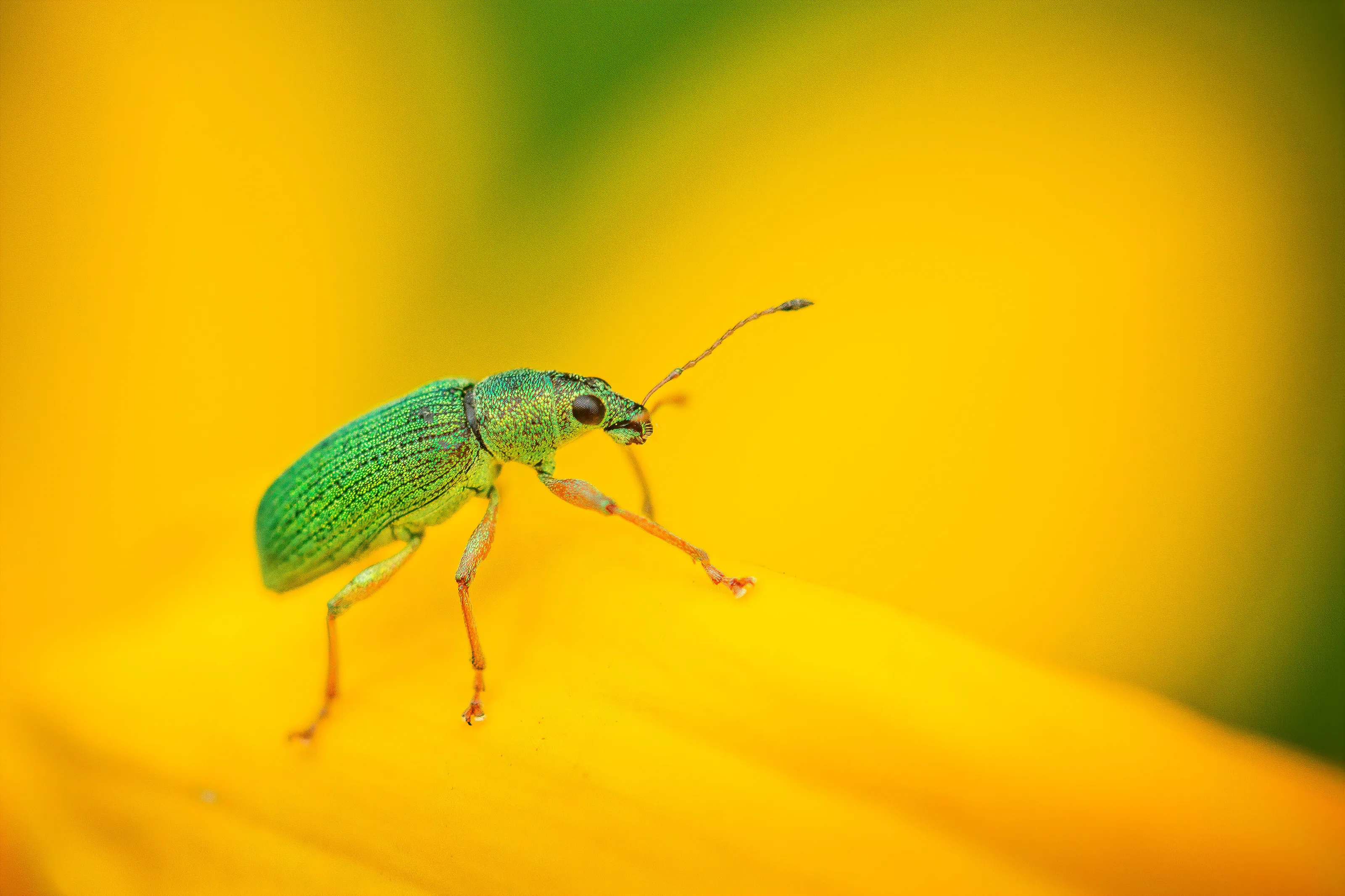 Polydrusus formosus