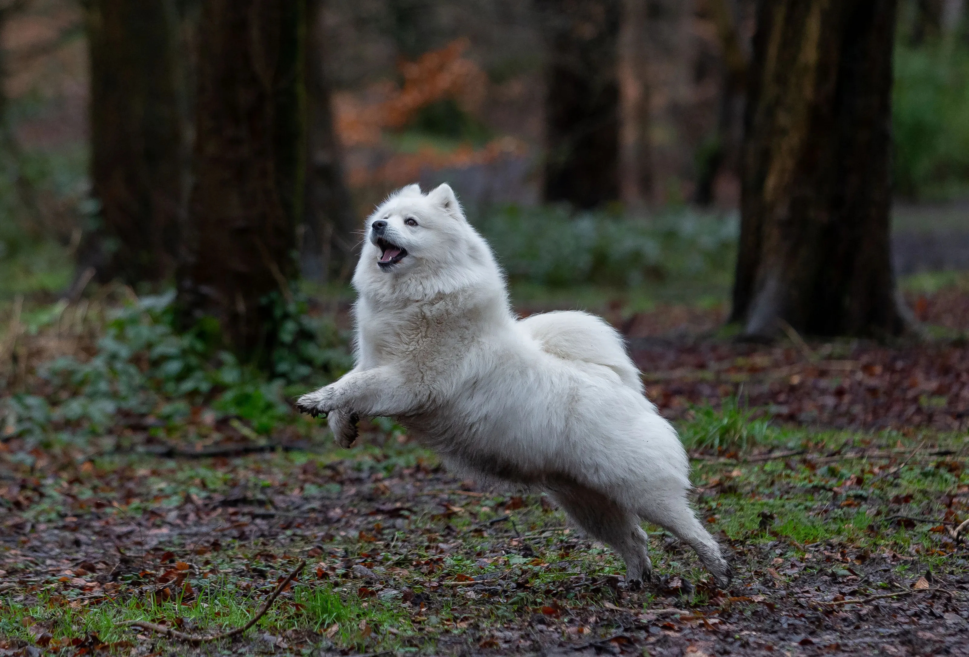 "Where's that Squirrel"