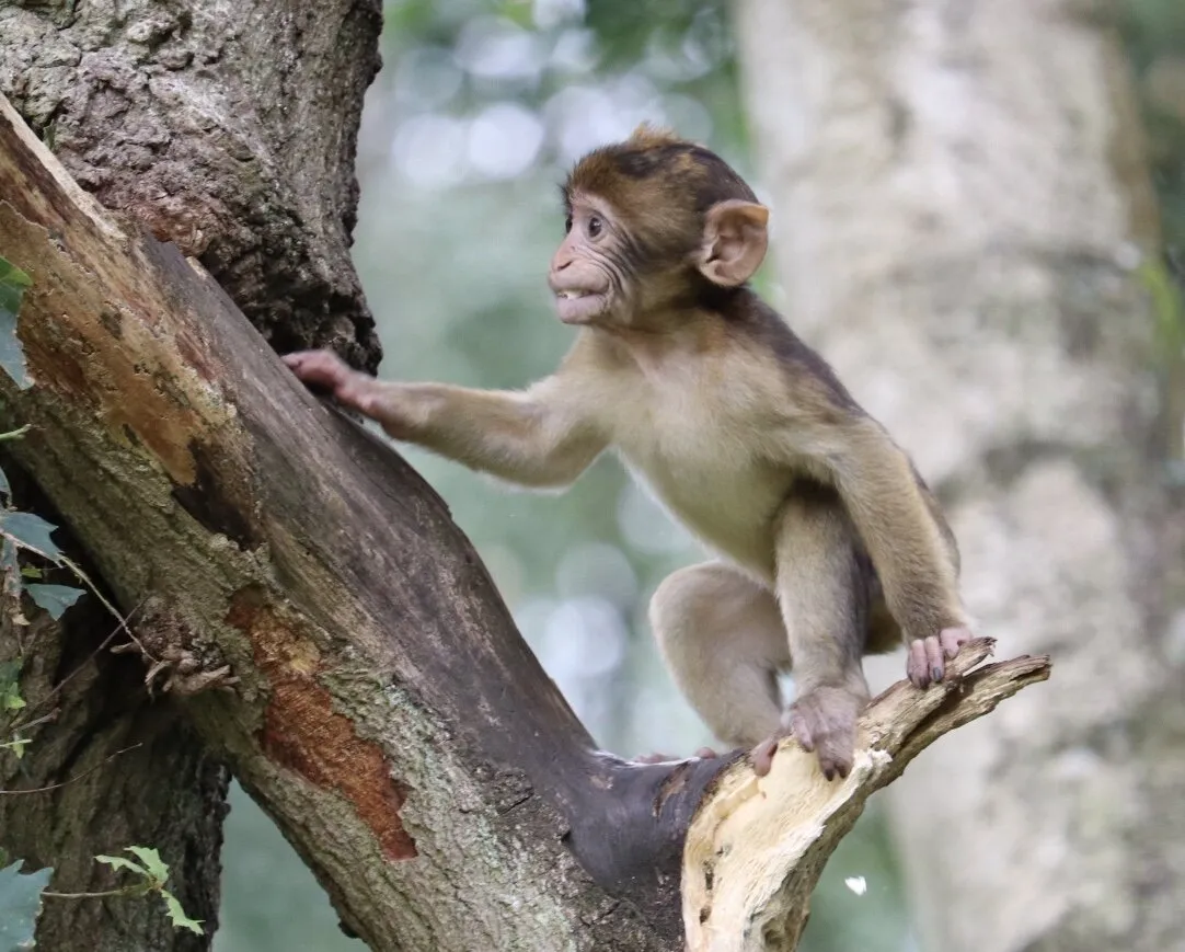 Monkey Forest