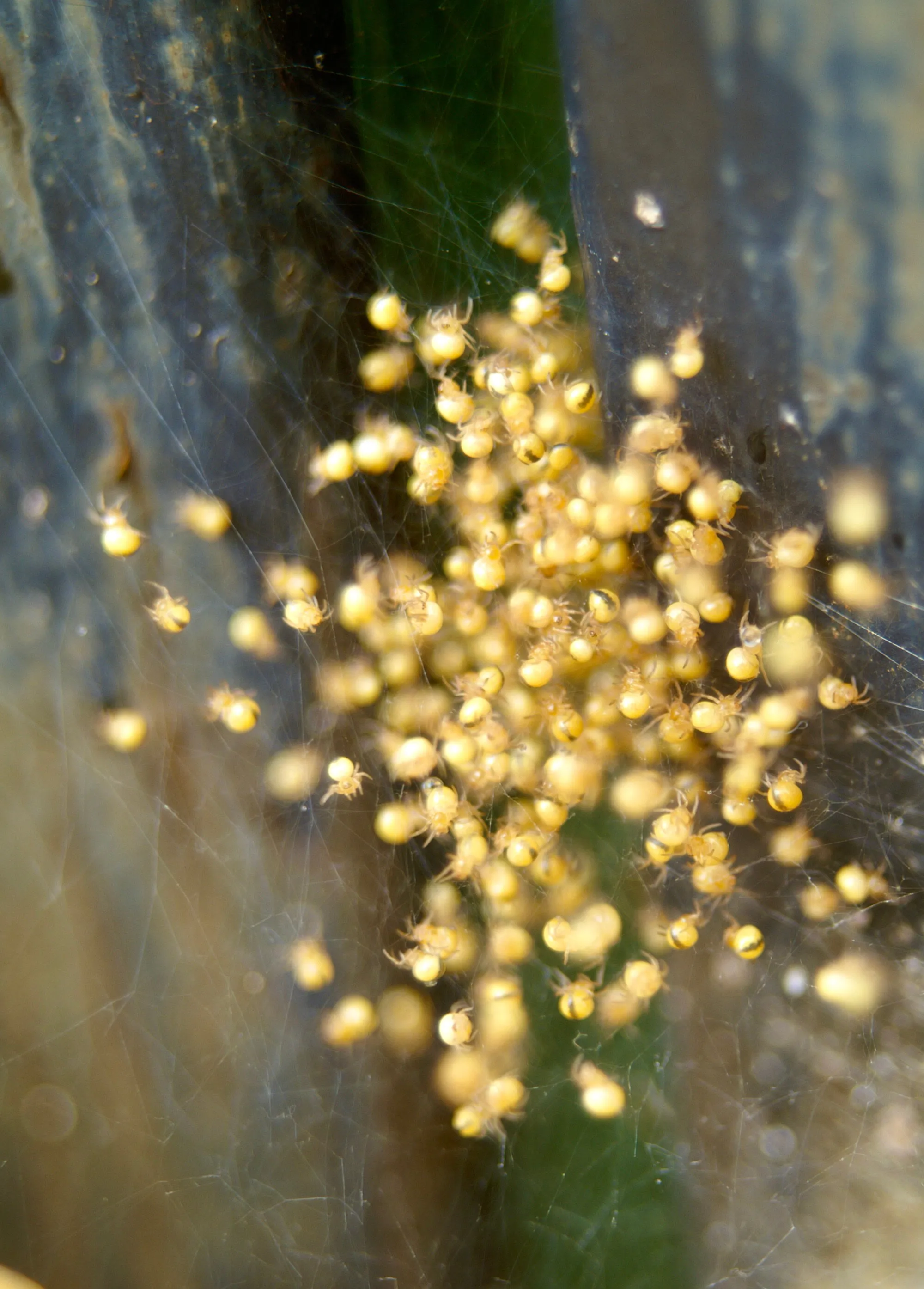 Baby Black Widows