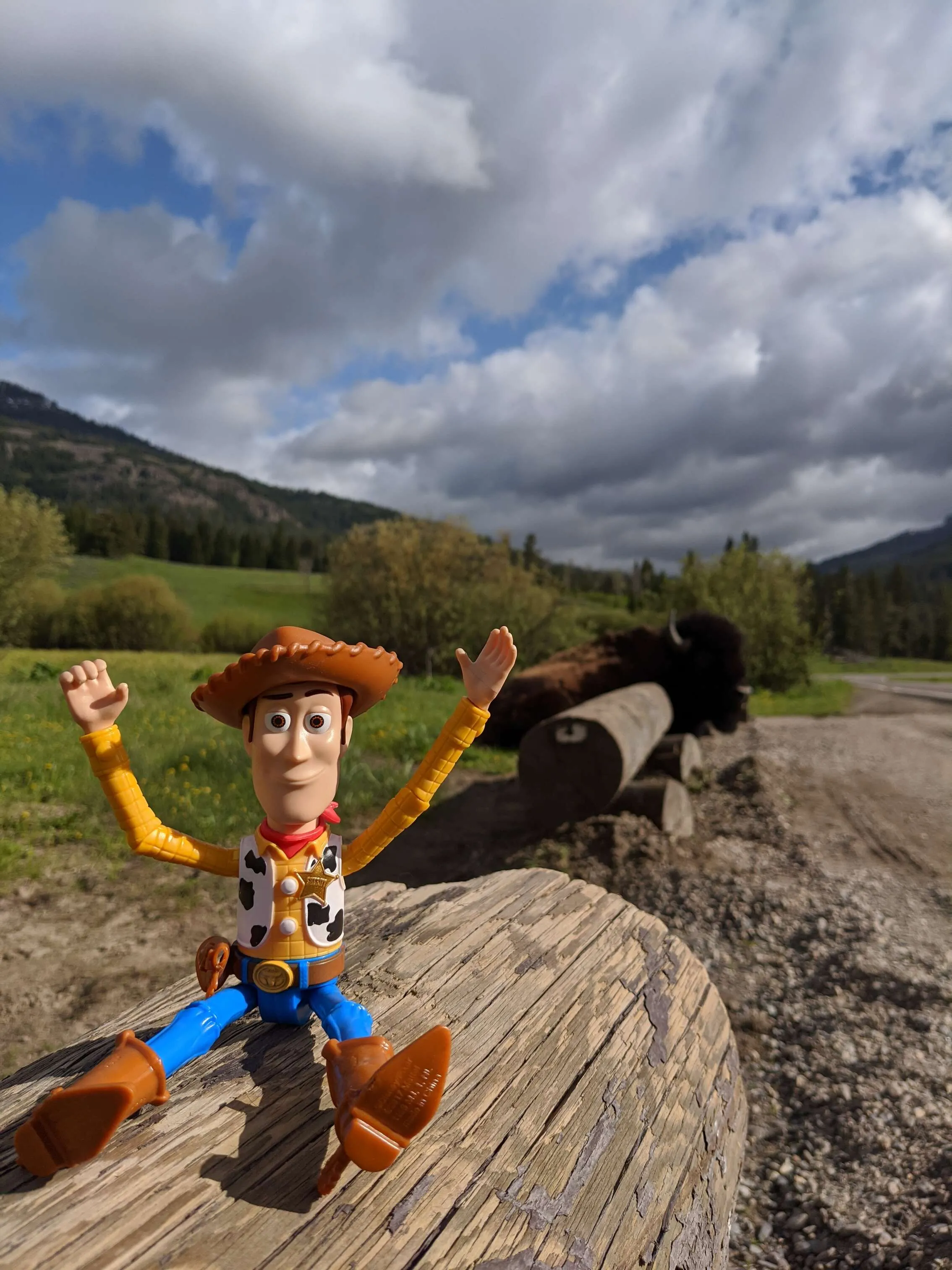 Woody meets bison