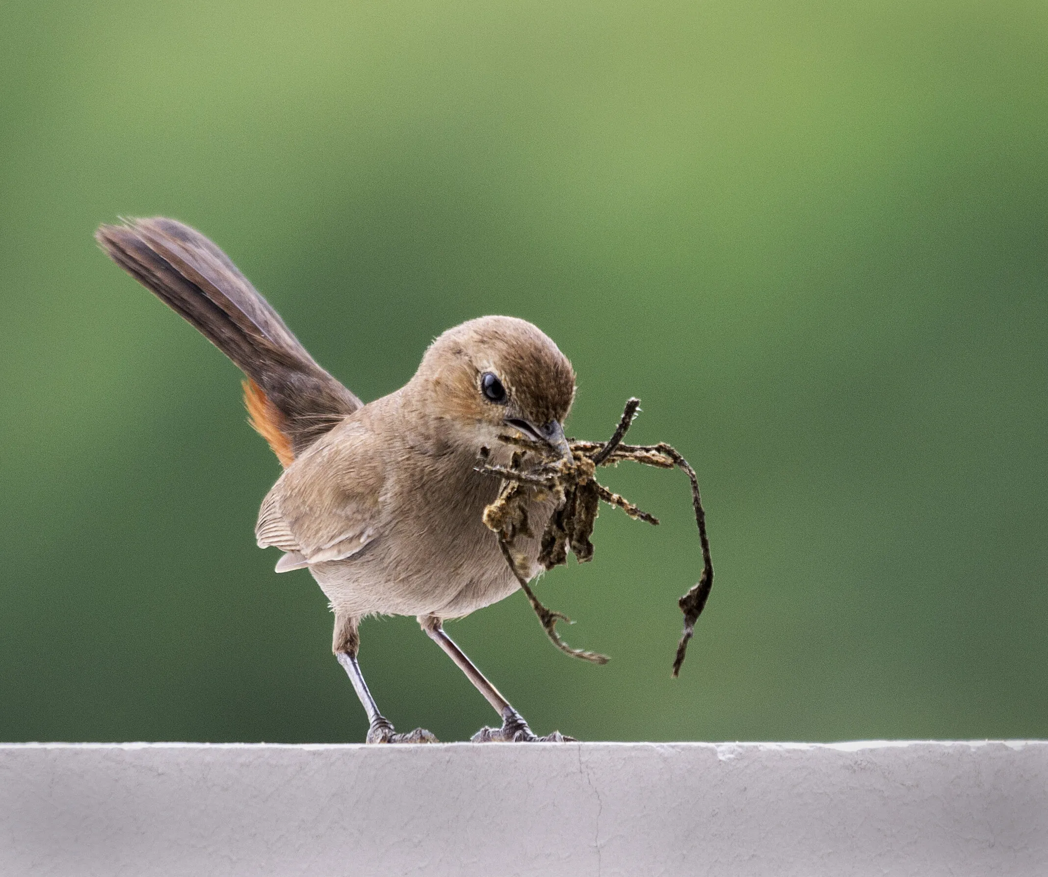 Indian Robin female