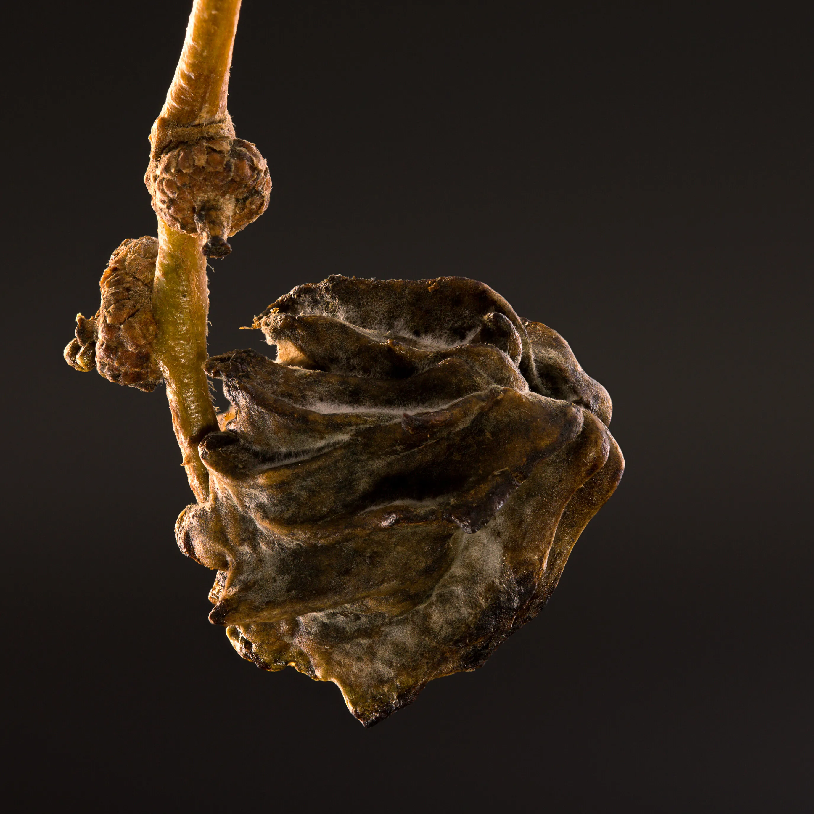 Oak gall