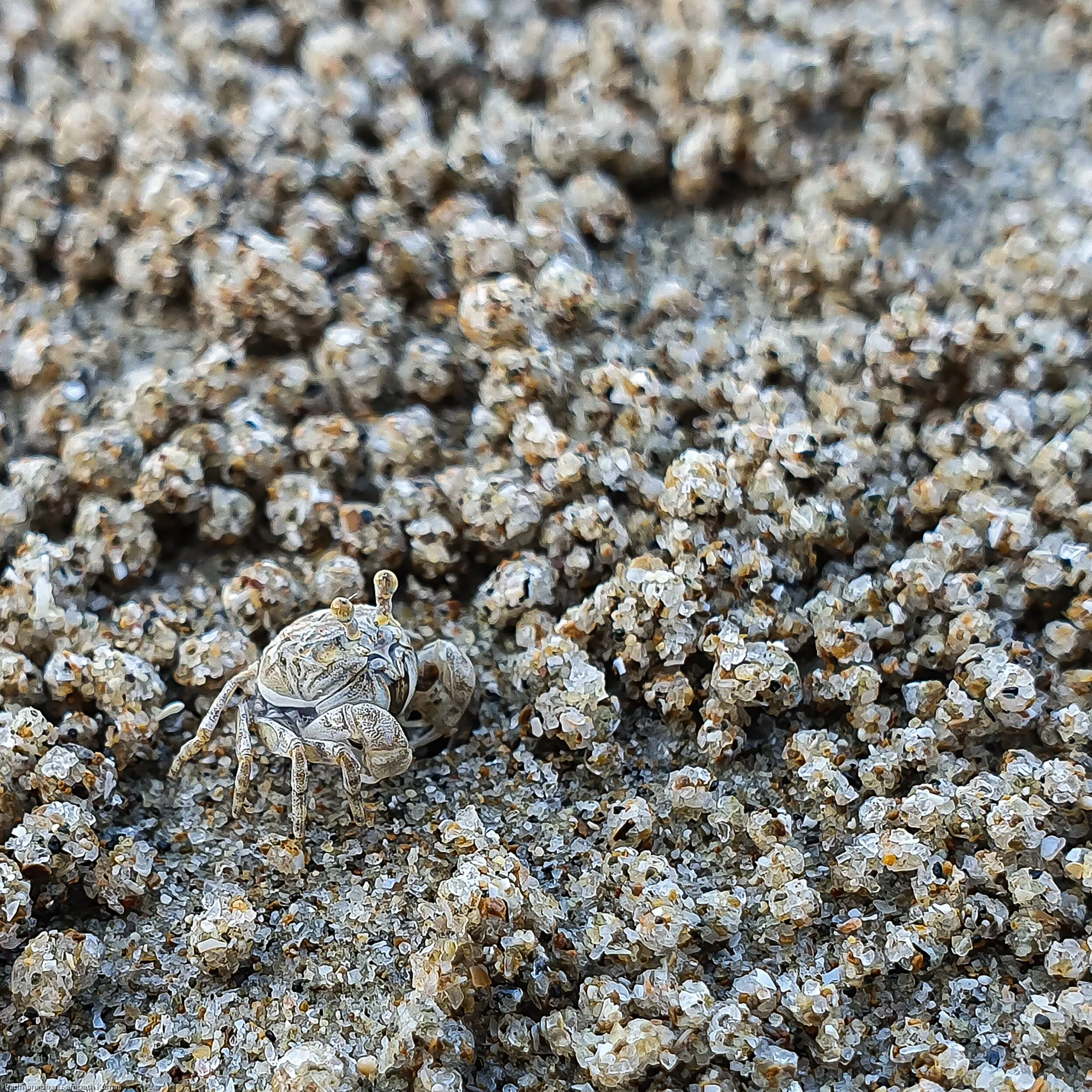 Sand bubbler crab