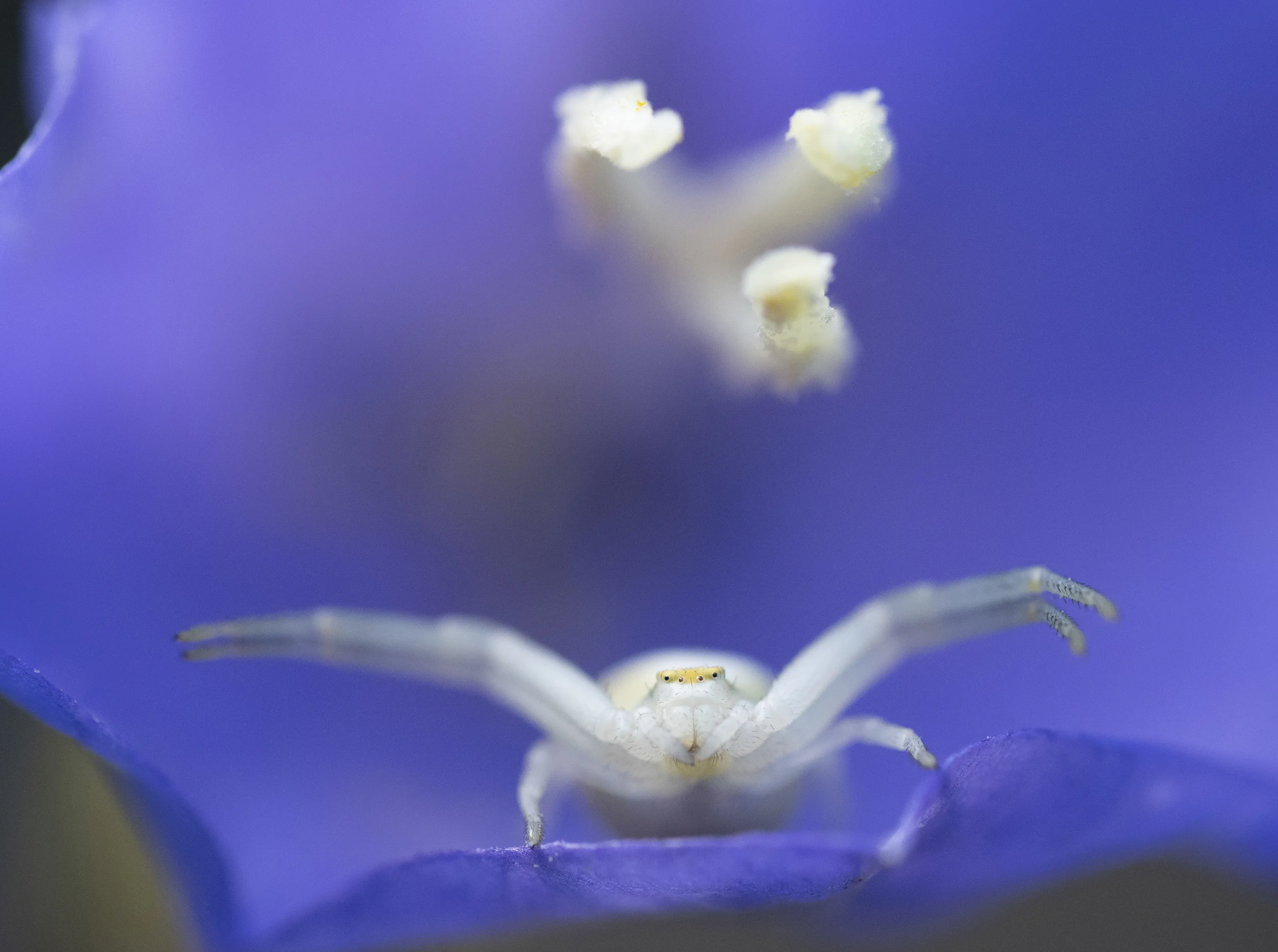 Crab spider in Campanula flower