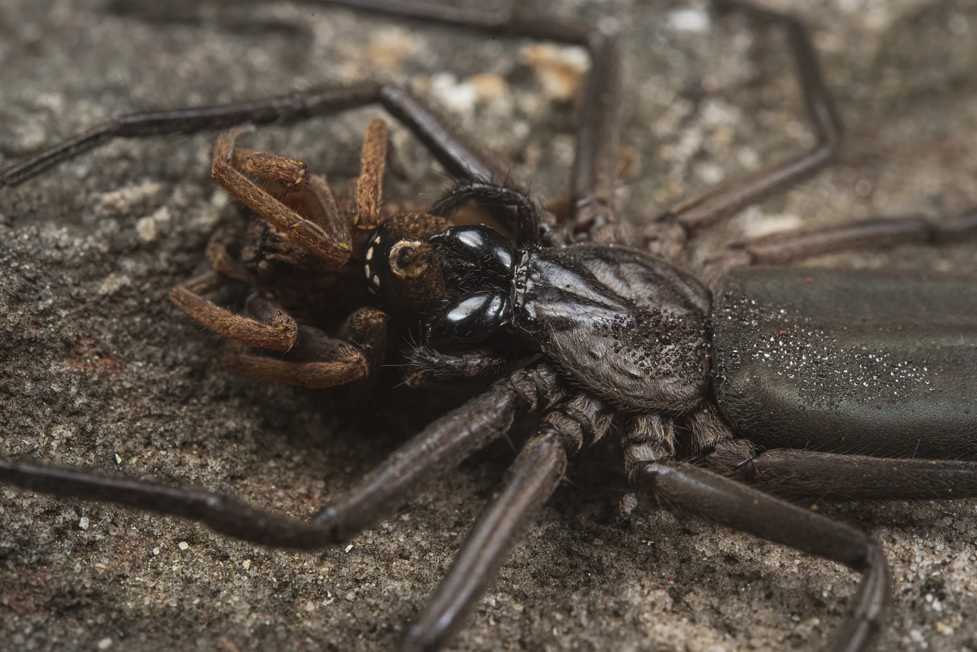 Spider eating spider