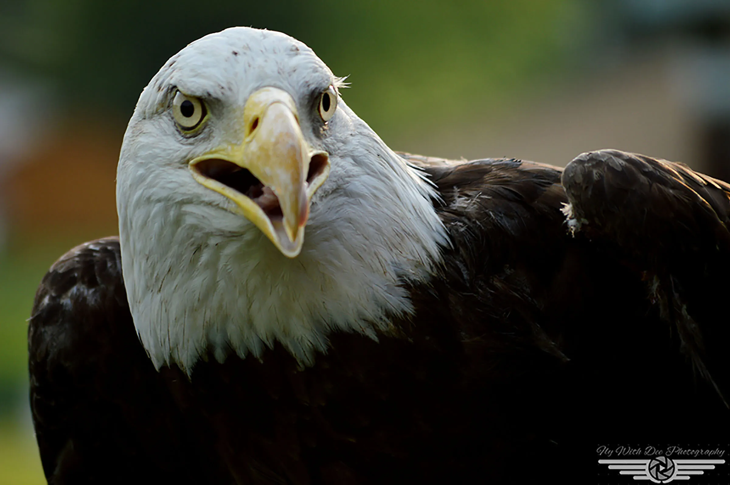 Rescued Bald Eagle