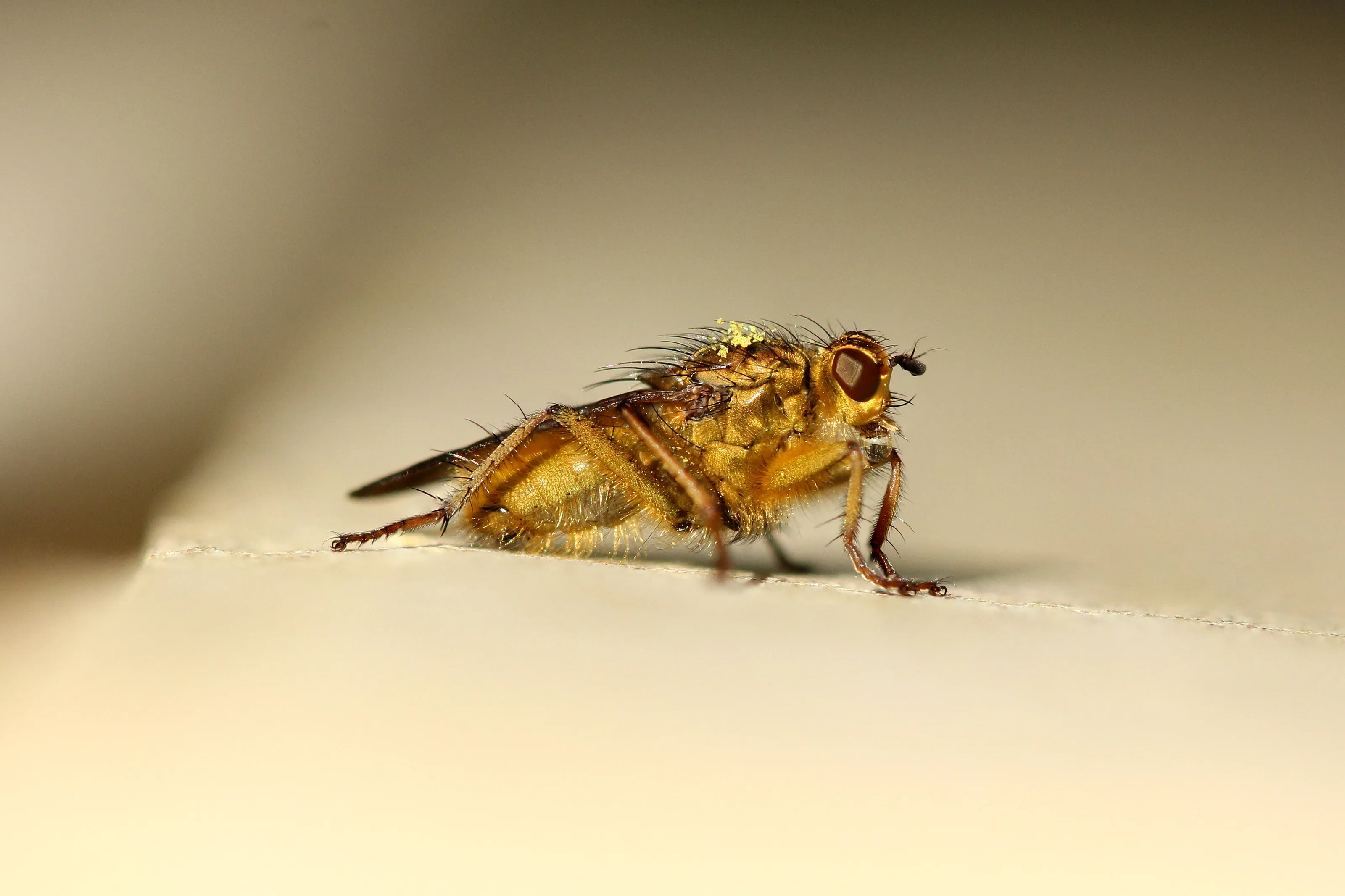 Not all flies are boring