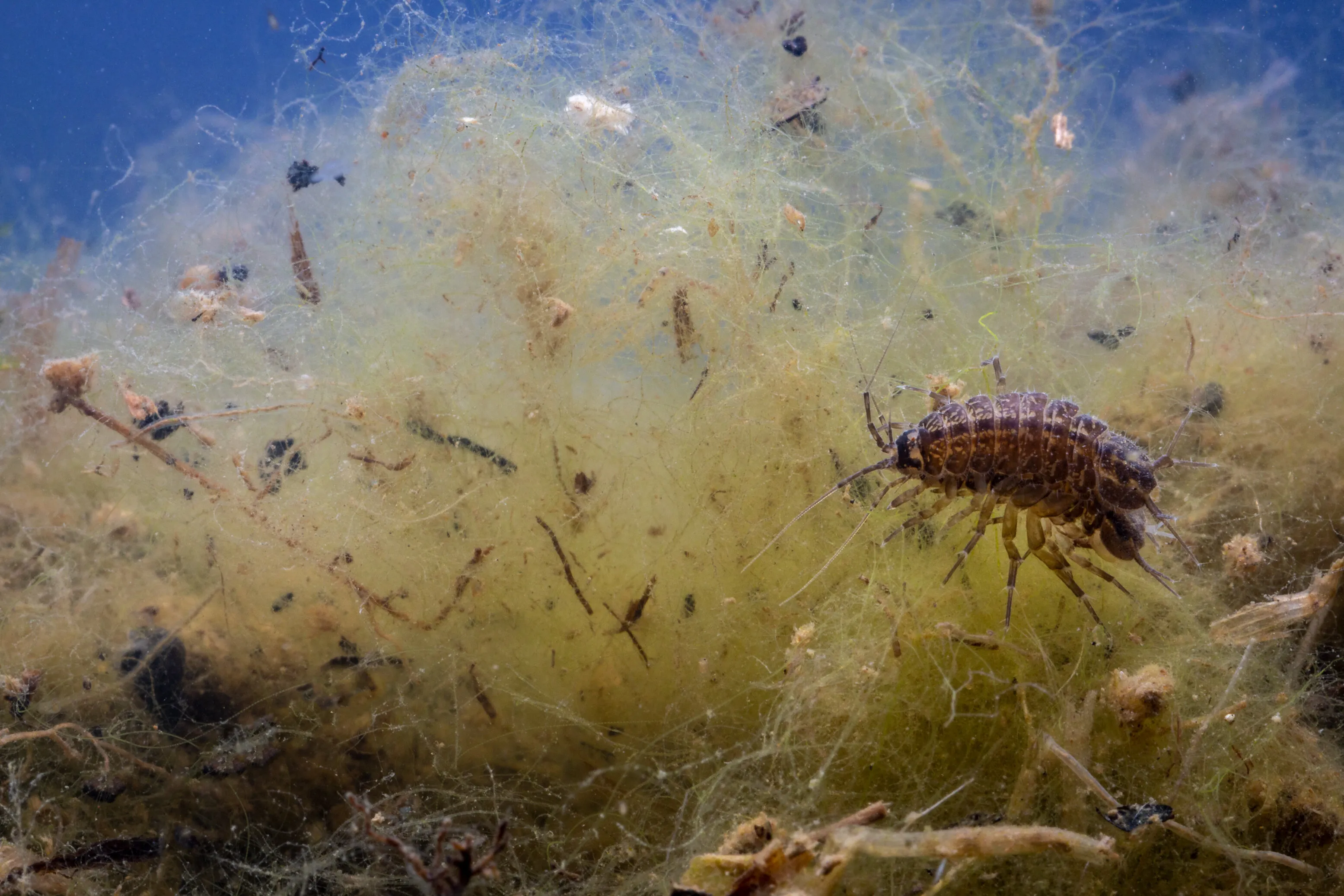 Aquatic wildlife