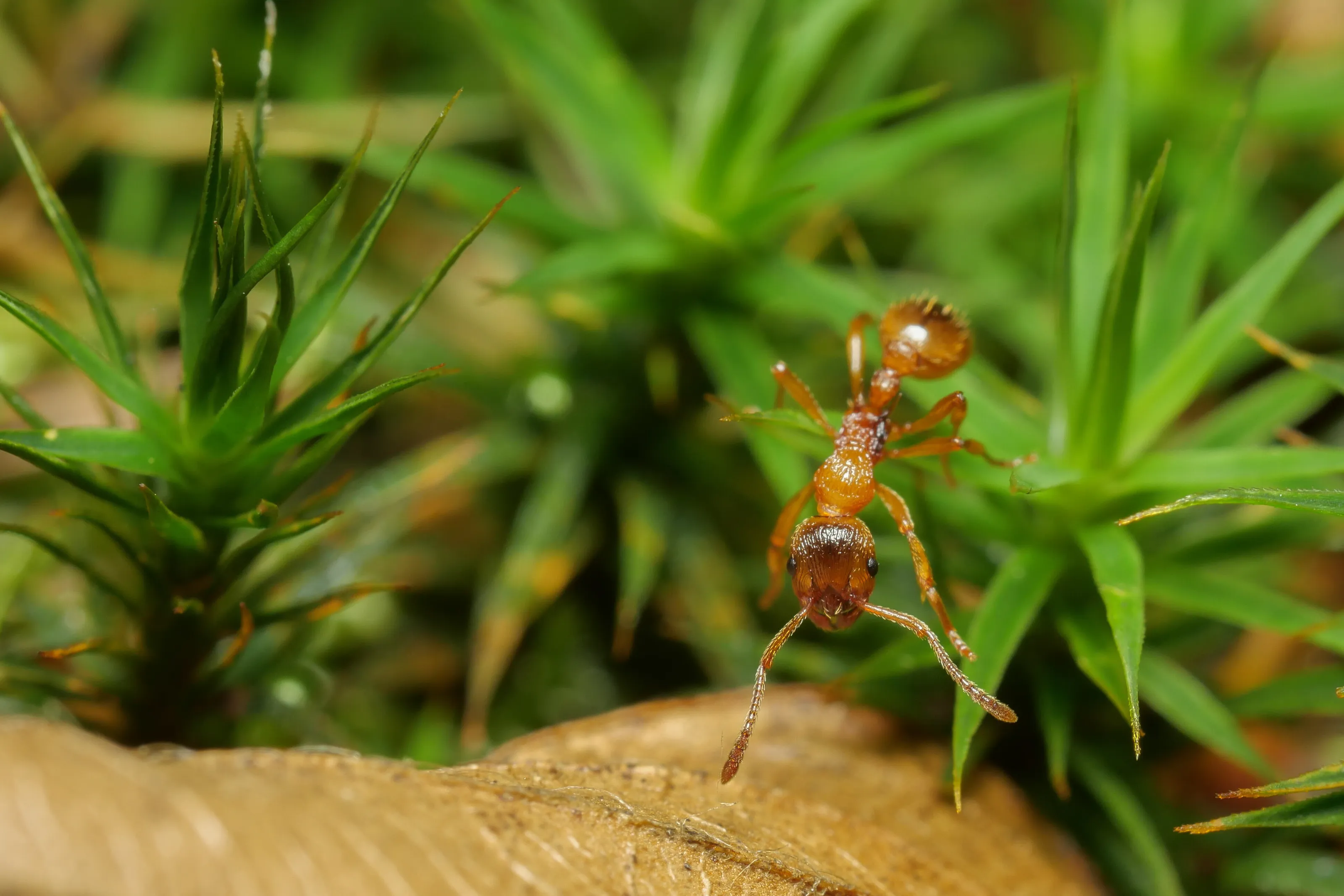 Macro-forest walk