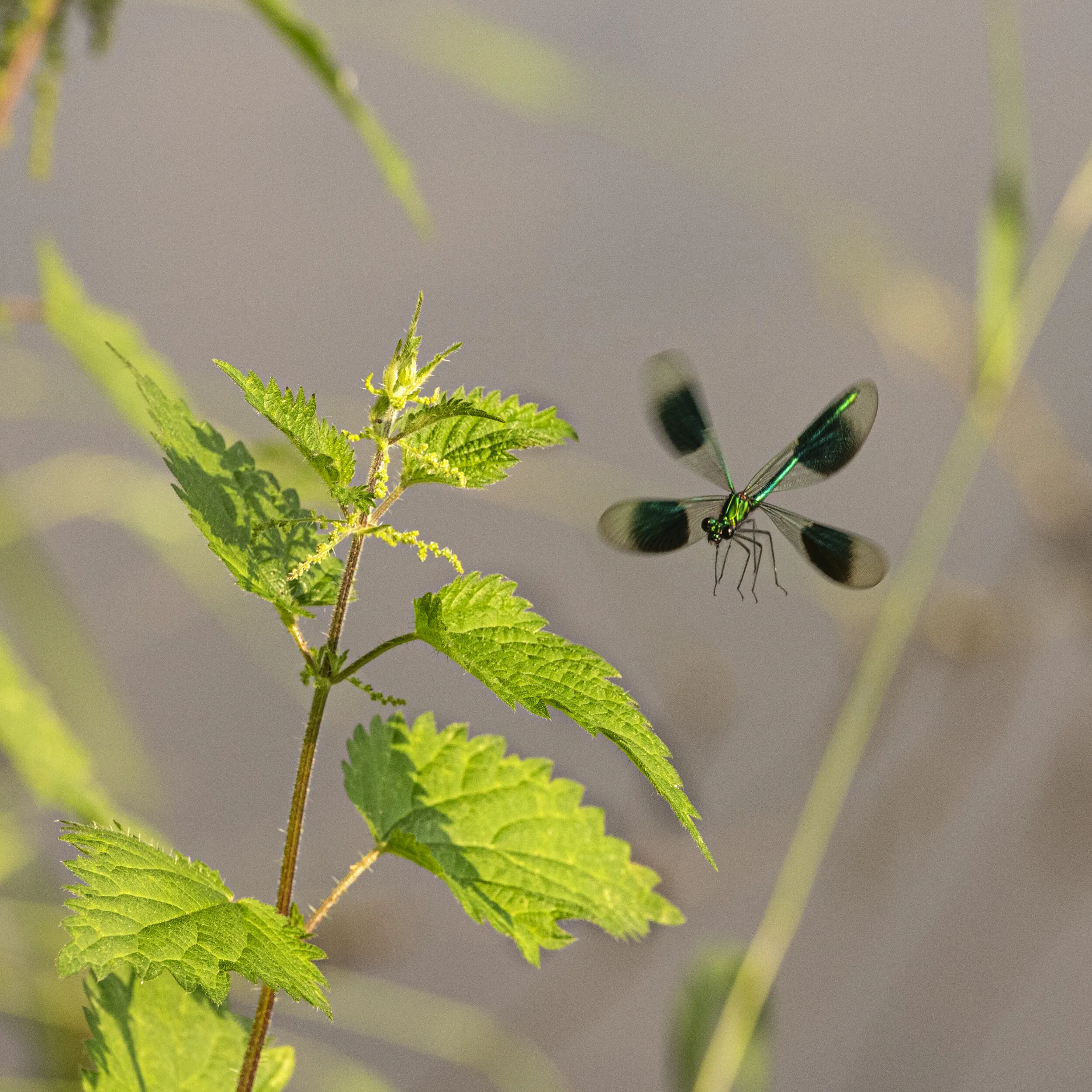 Damsel Fly