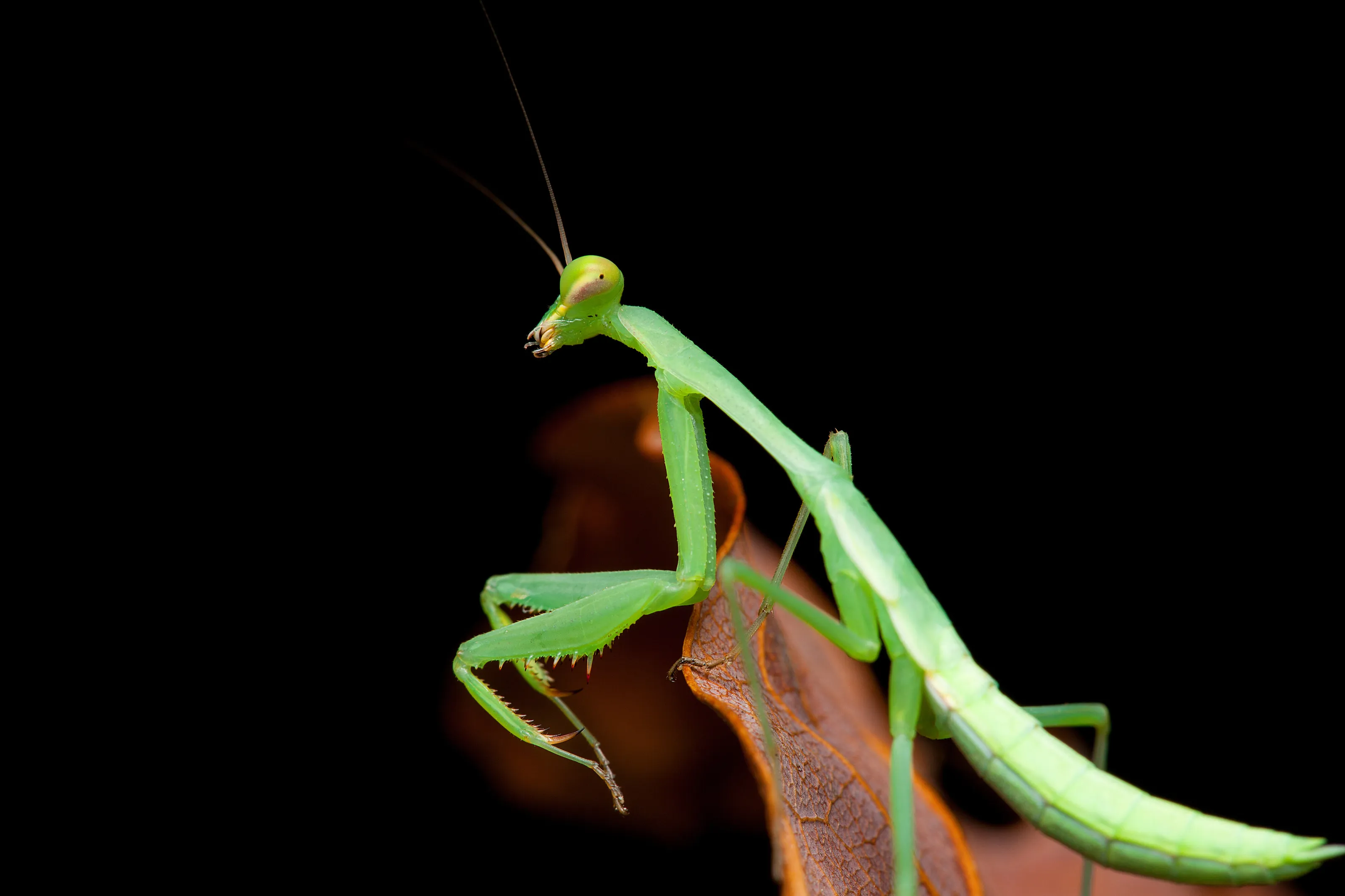 Green Praying mantis