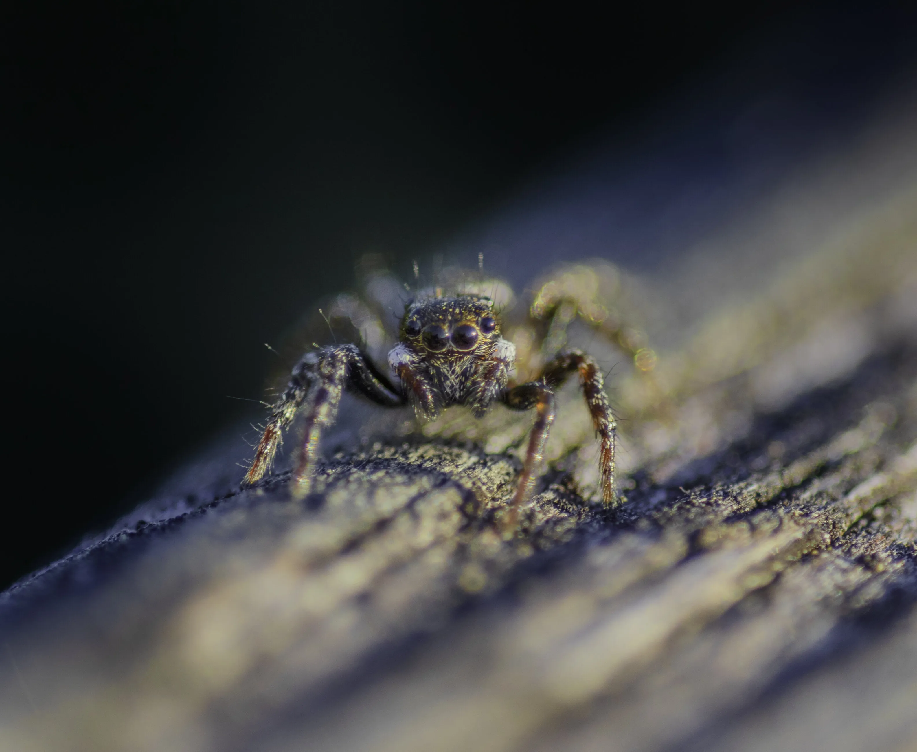 Jumping Spider