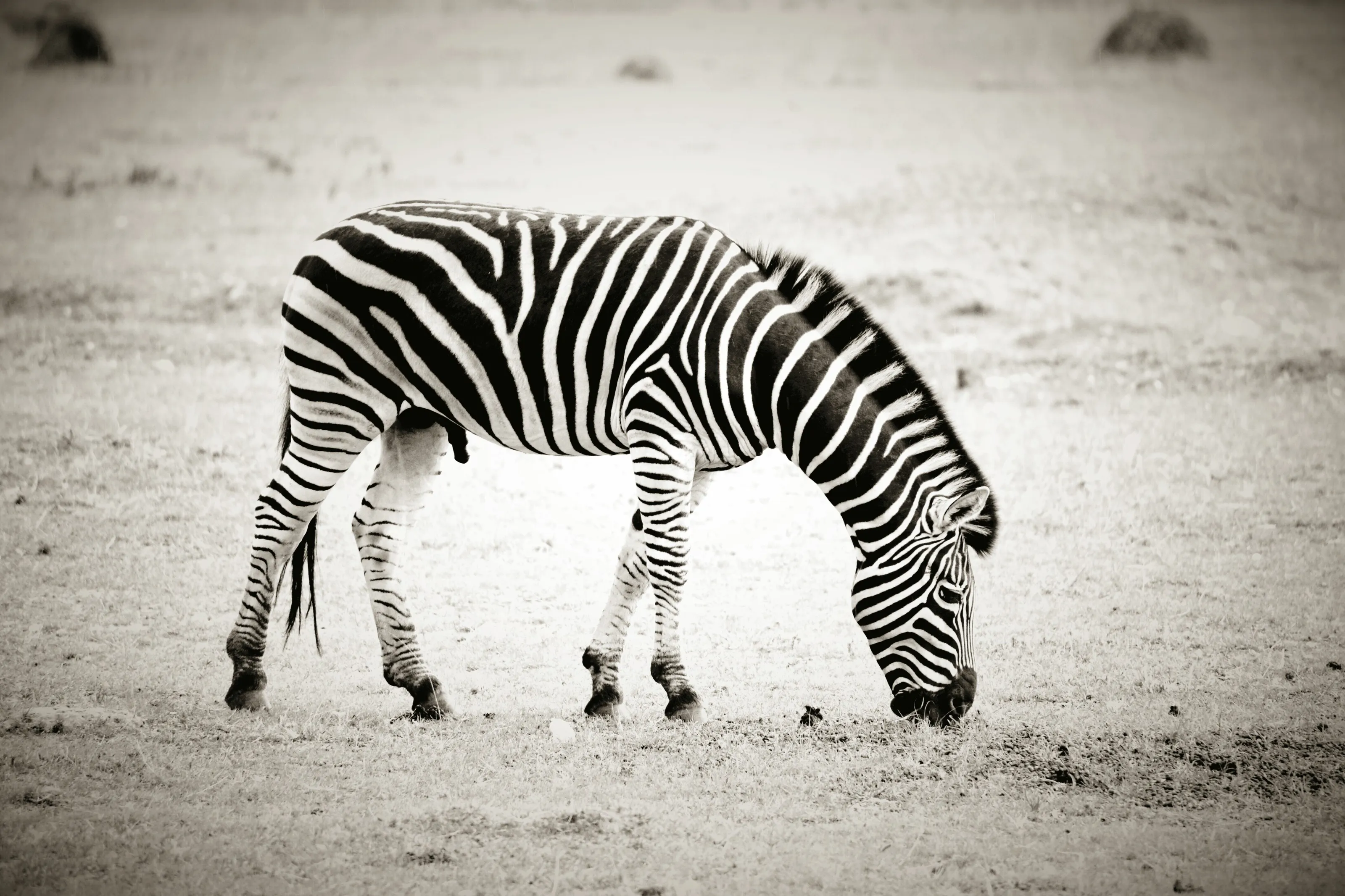 Zimbabwean Grazer