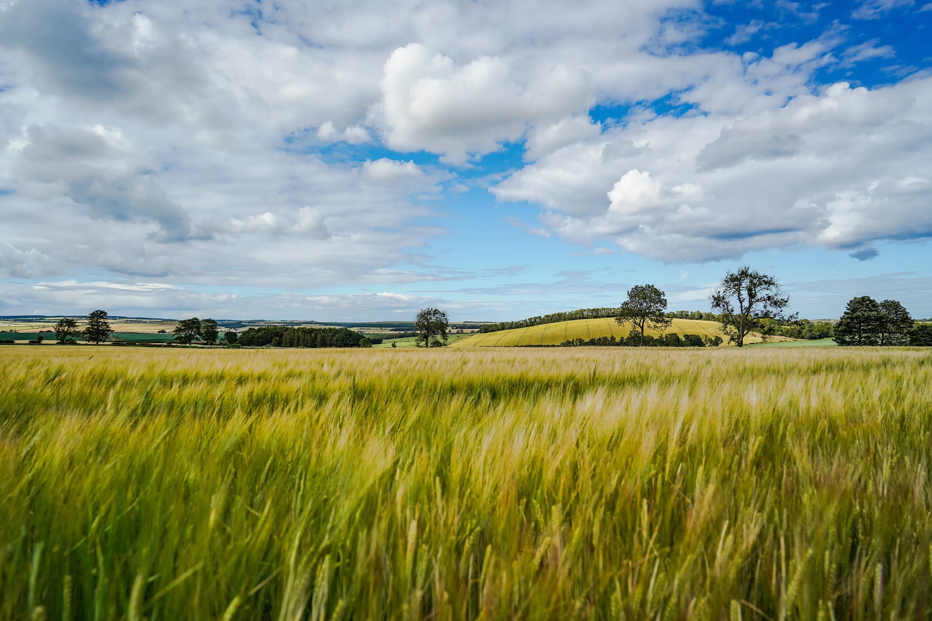 border fields