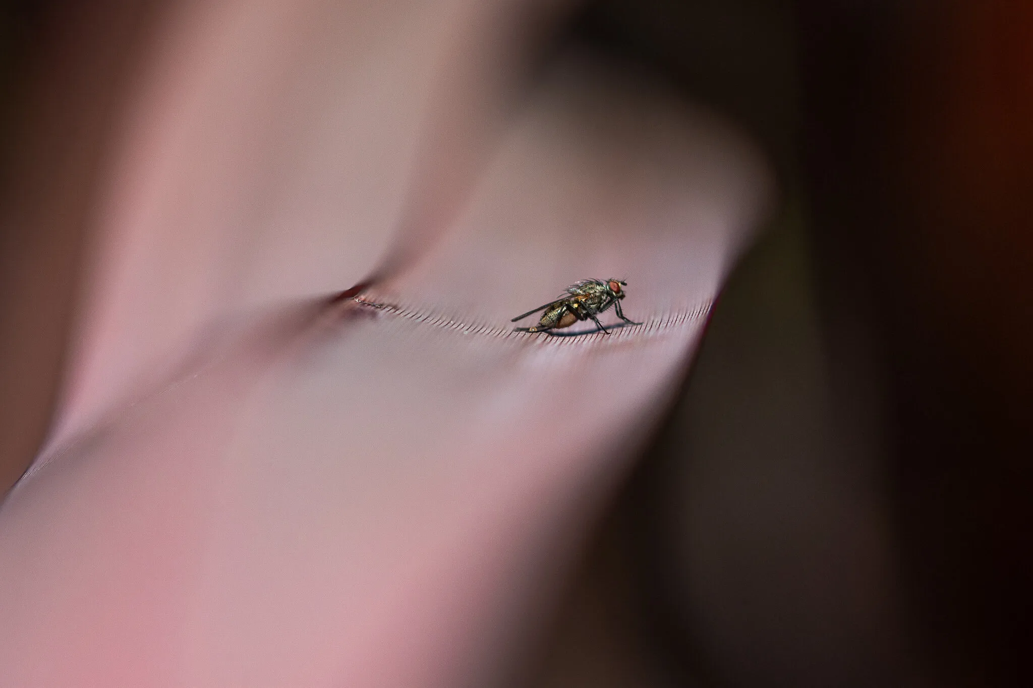 Small Fly Big World