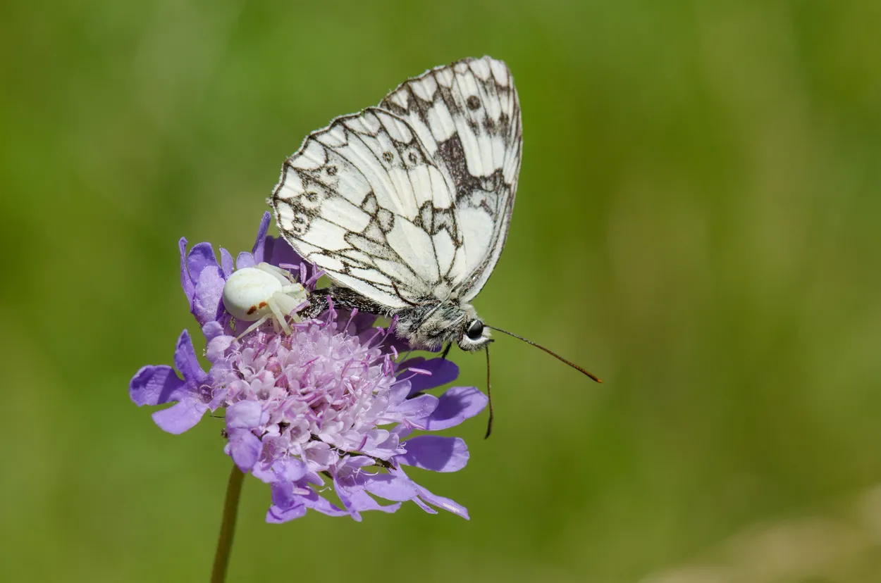 Entry 7398529