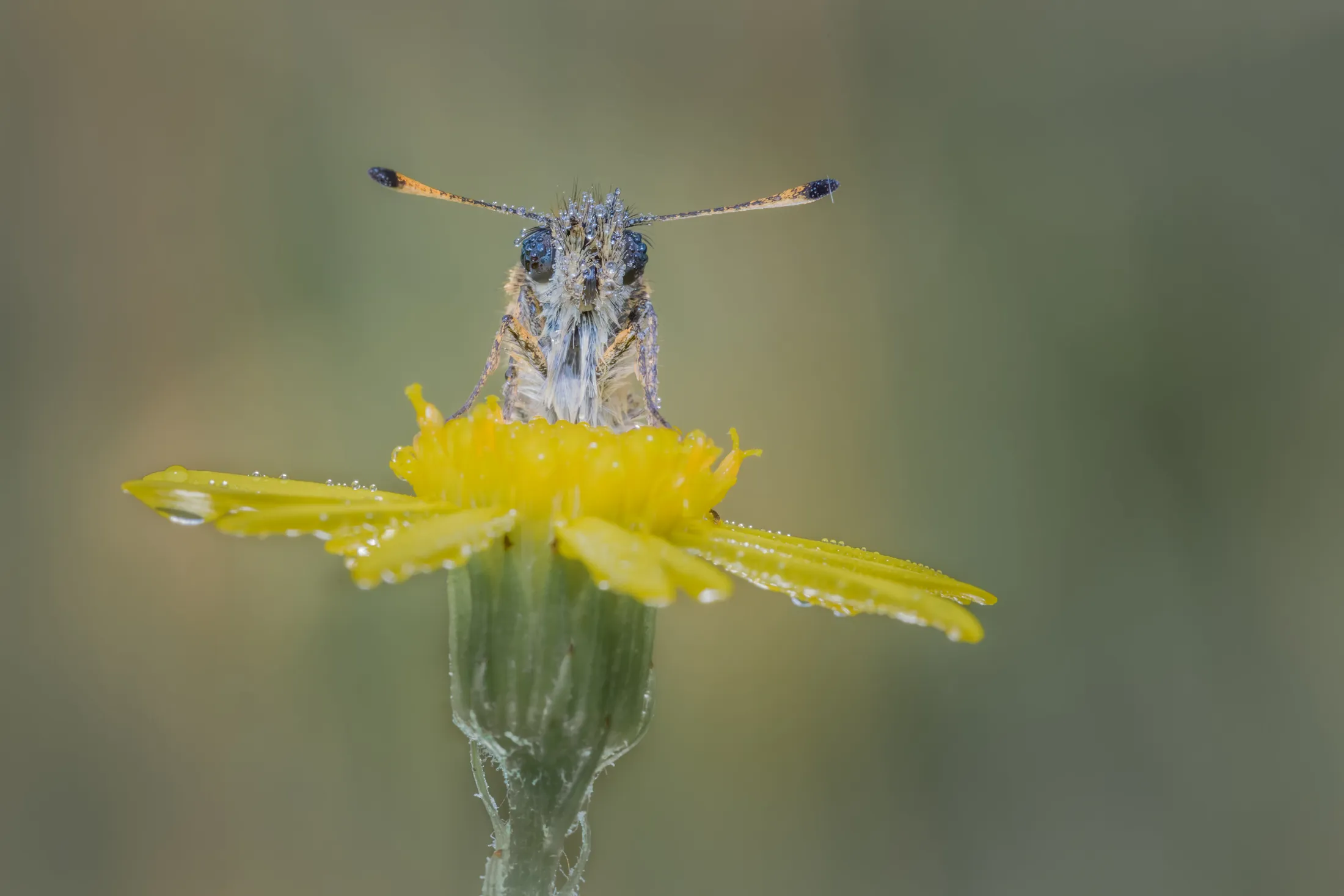 Essex Skipper (Thymelicus lineola)