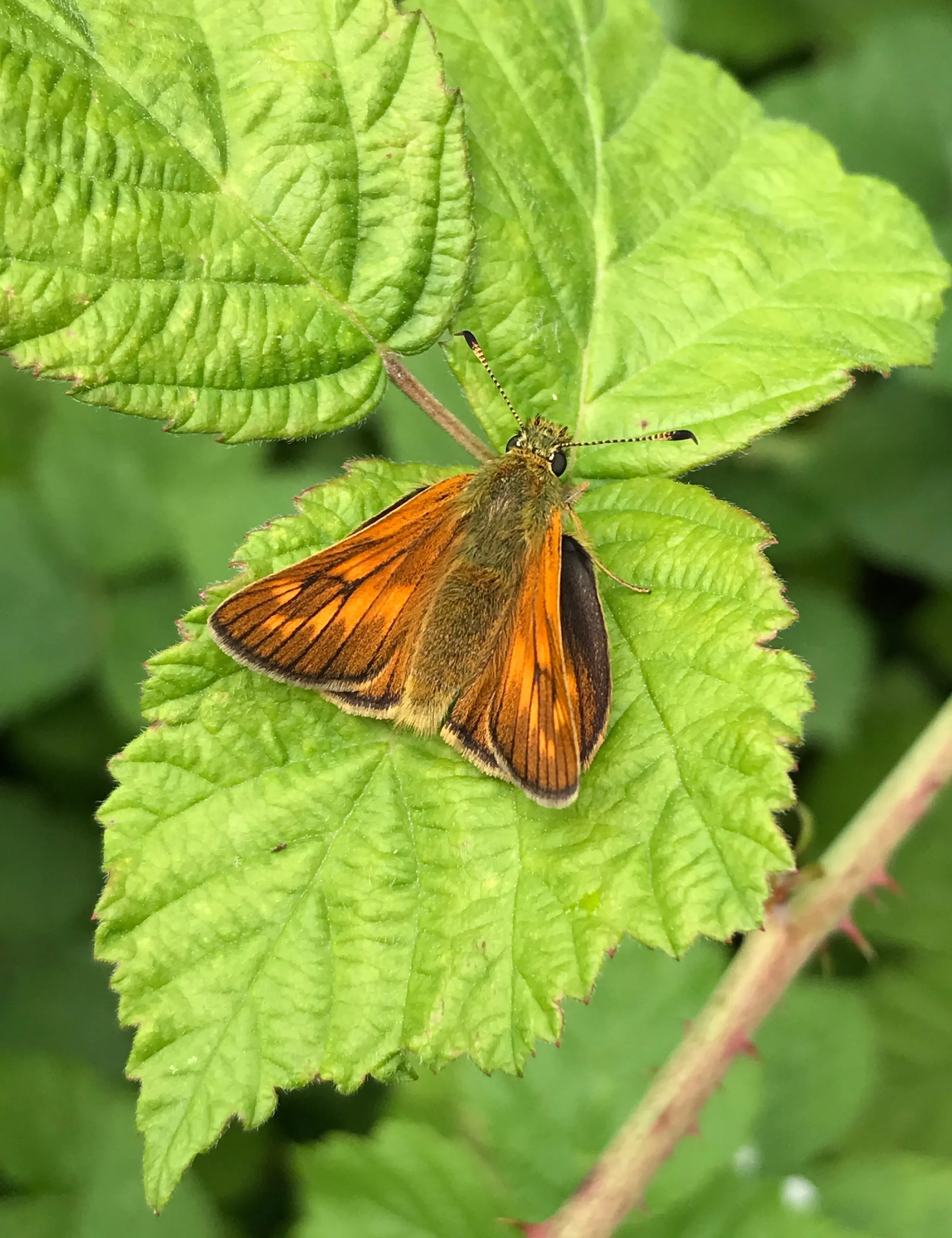 Large skipper