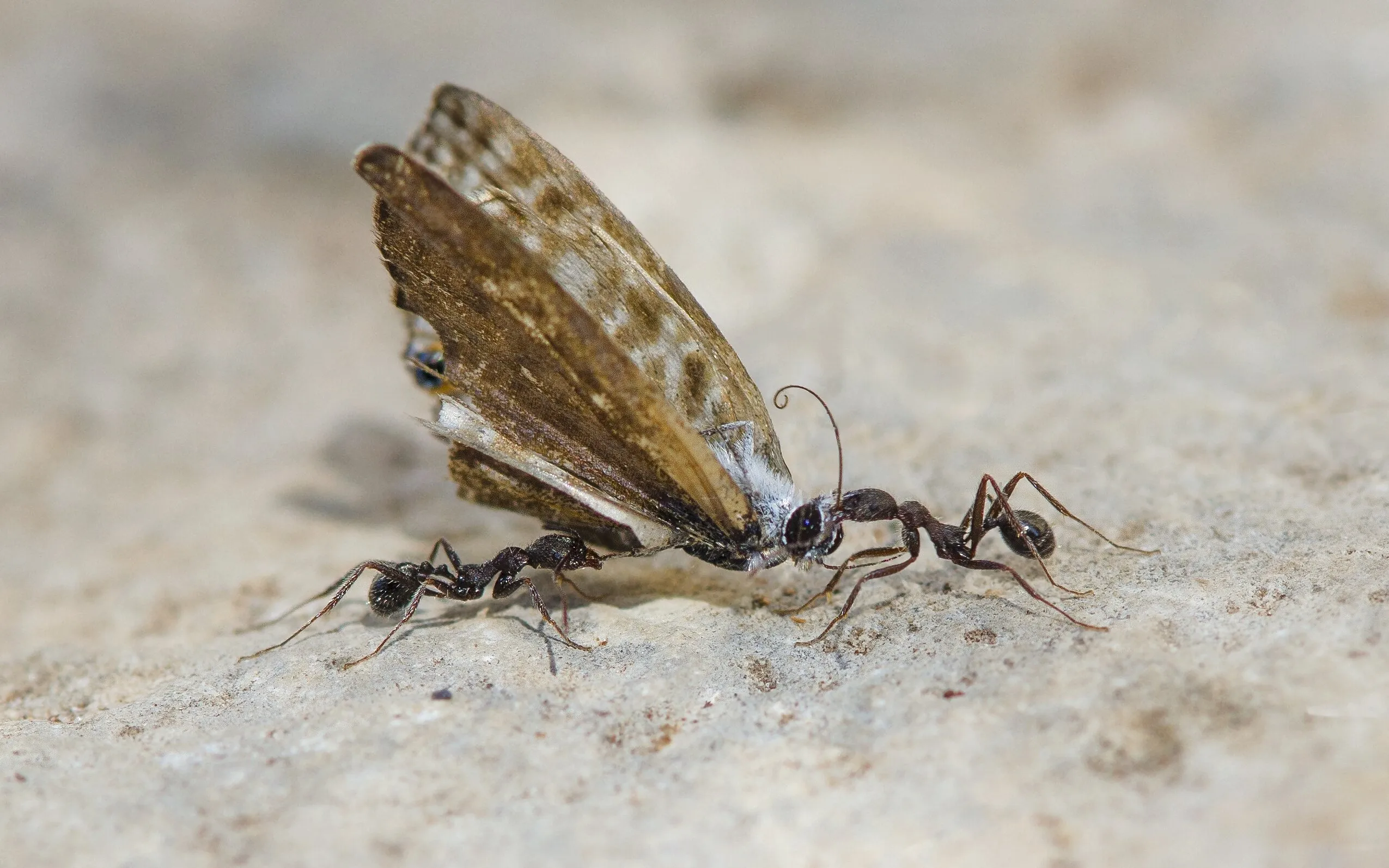 Ants moving a dead butterfly