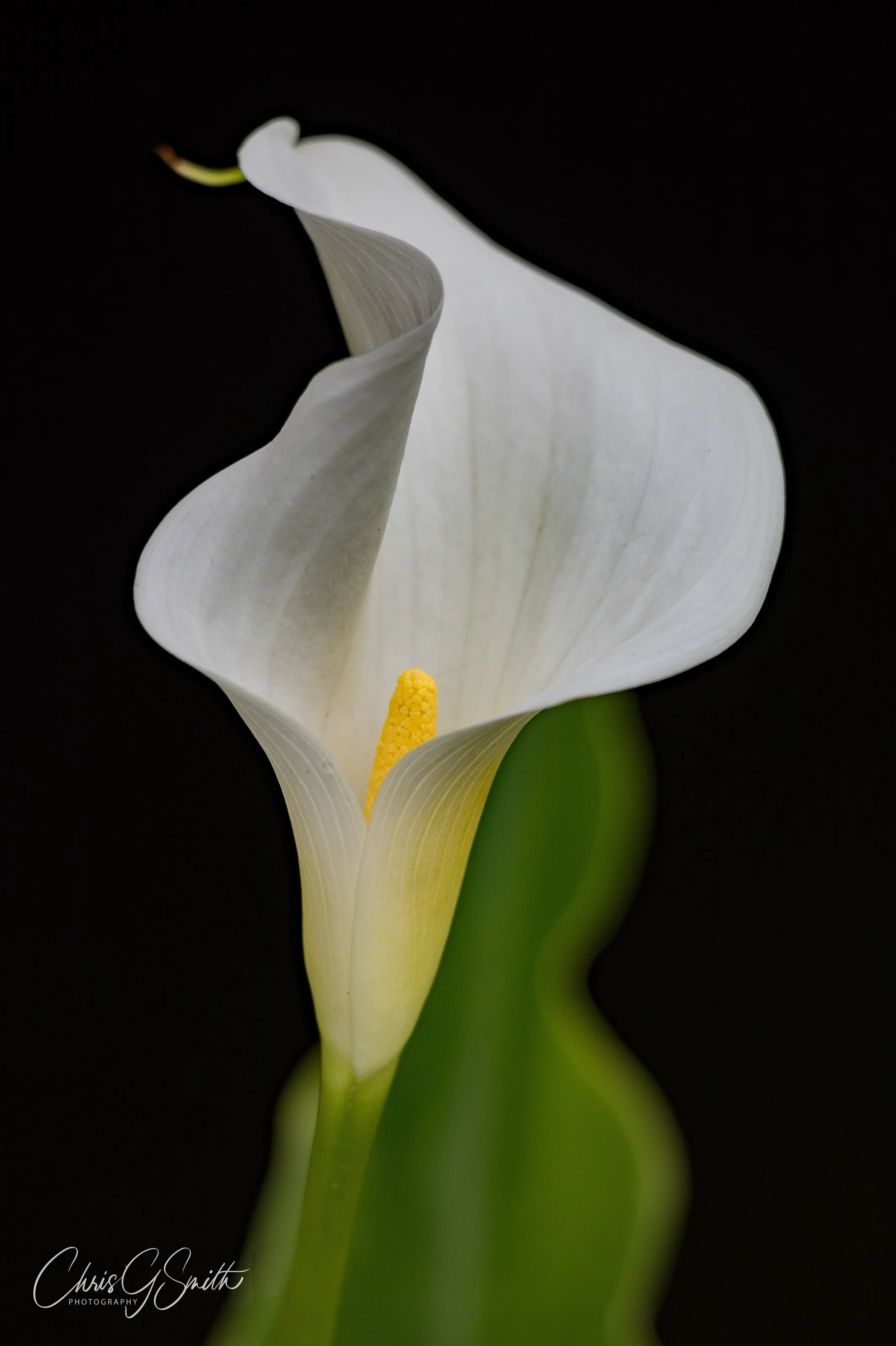 Calla Lilly in the Dark