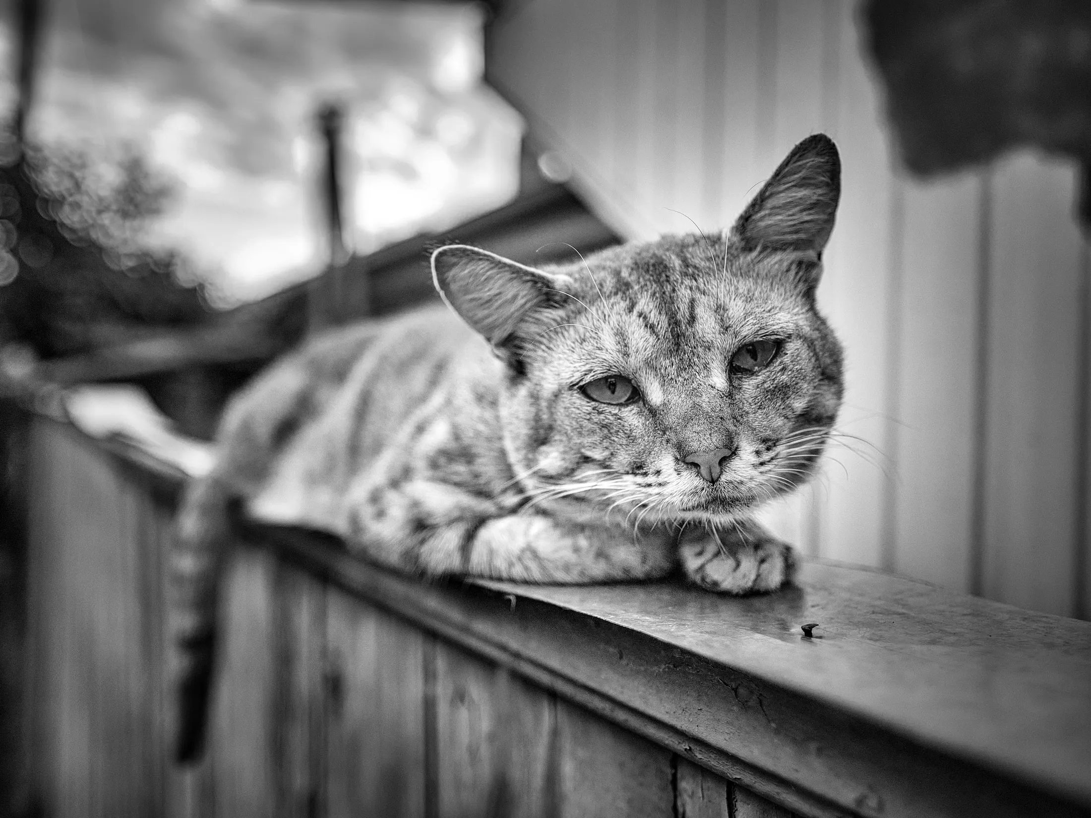 The old cat.