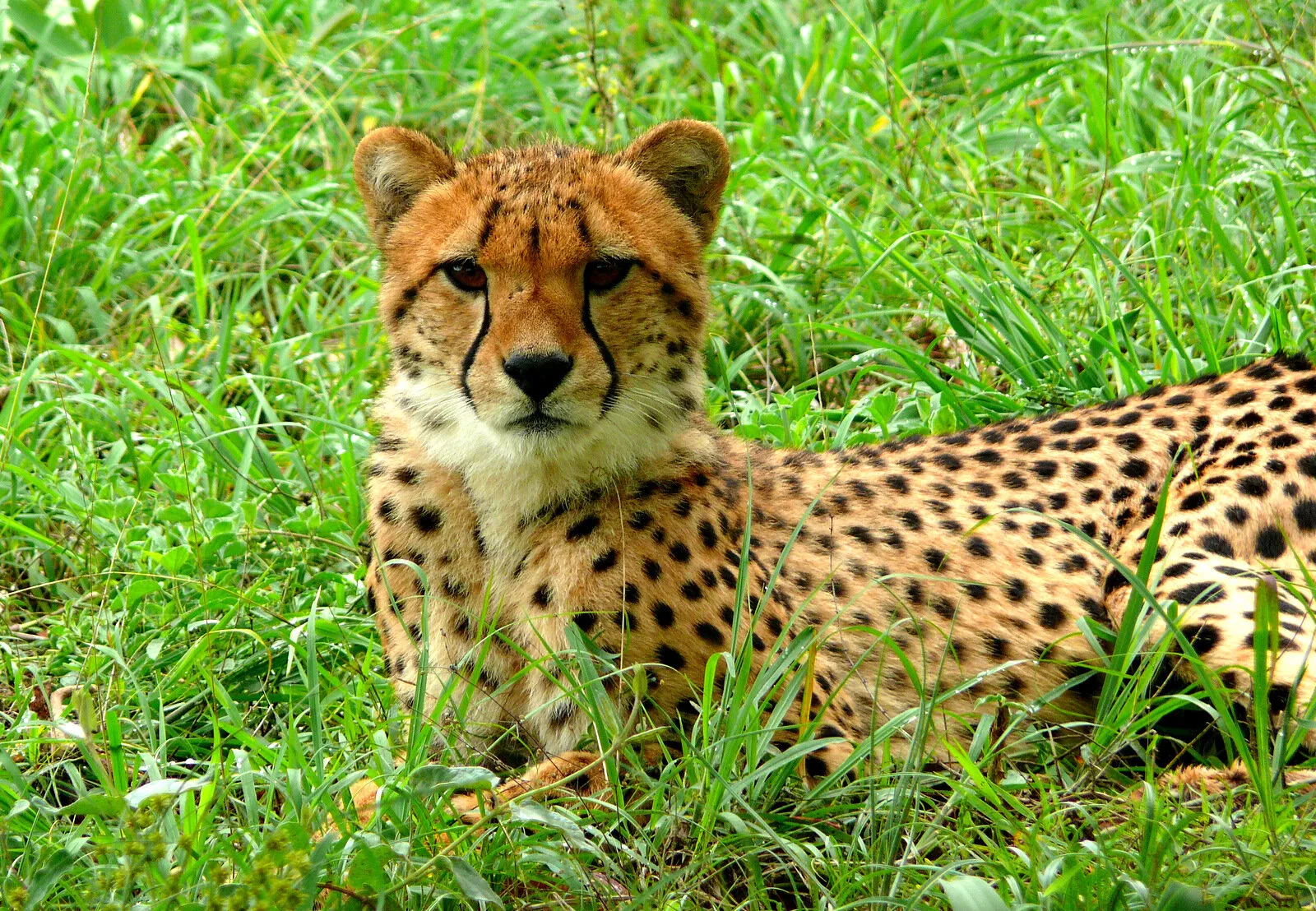 Young cheetah
