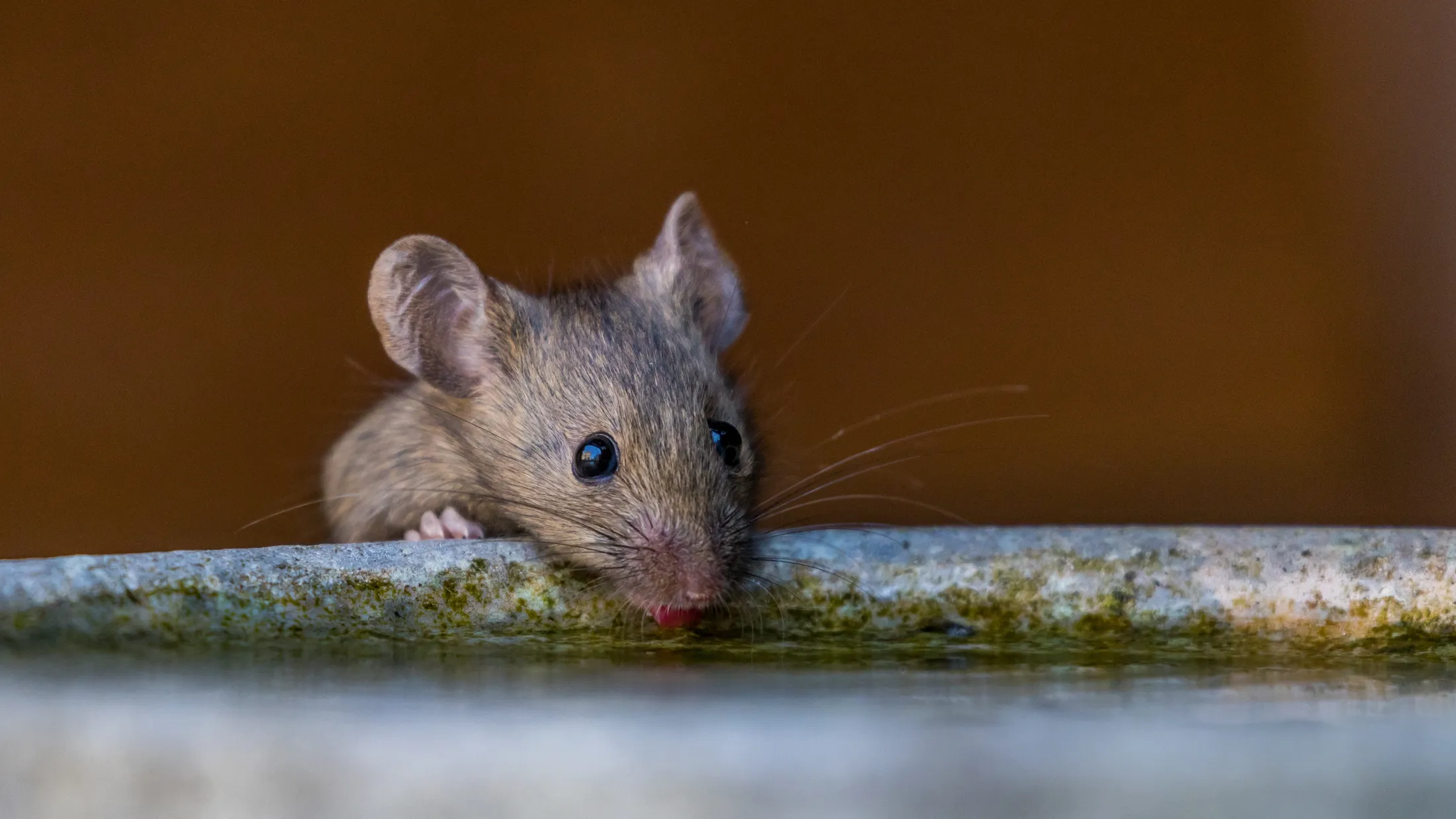 Lorenzo the mouse