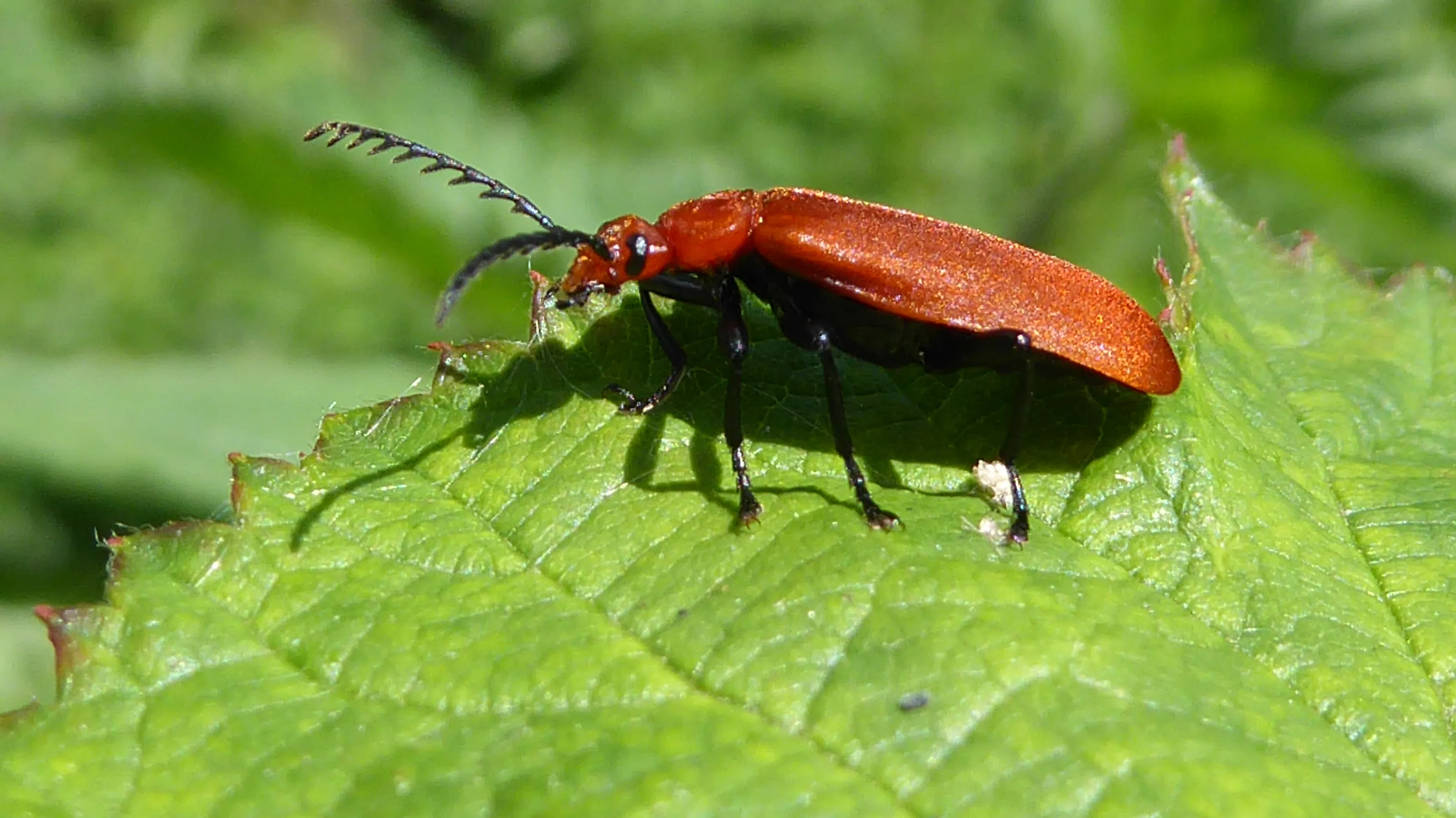 Cardinal Beetle