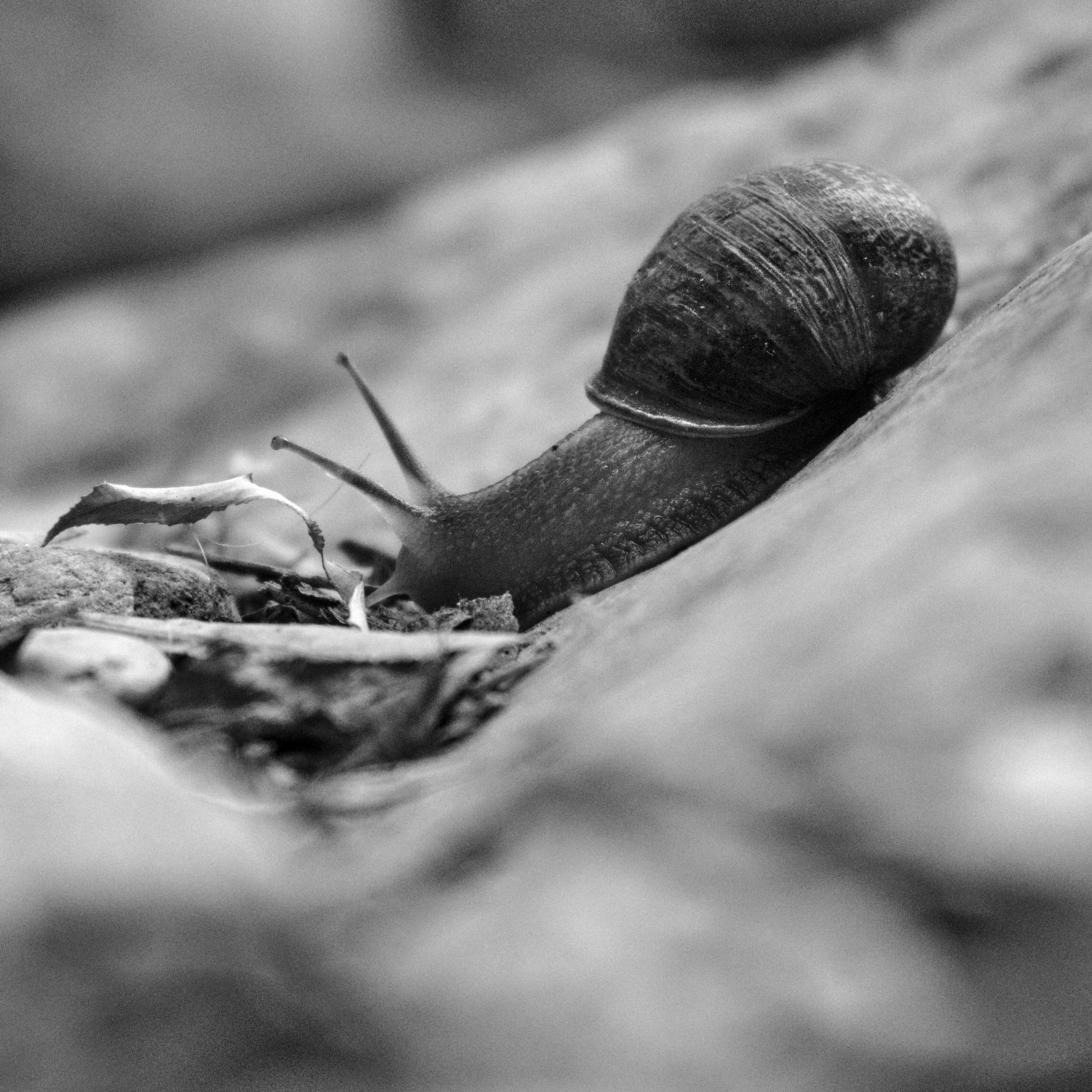 A snail crawling on a stone