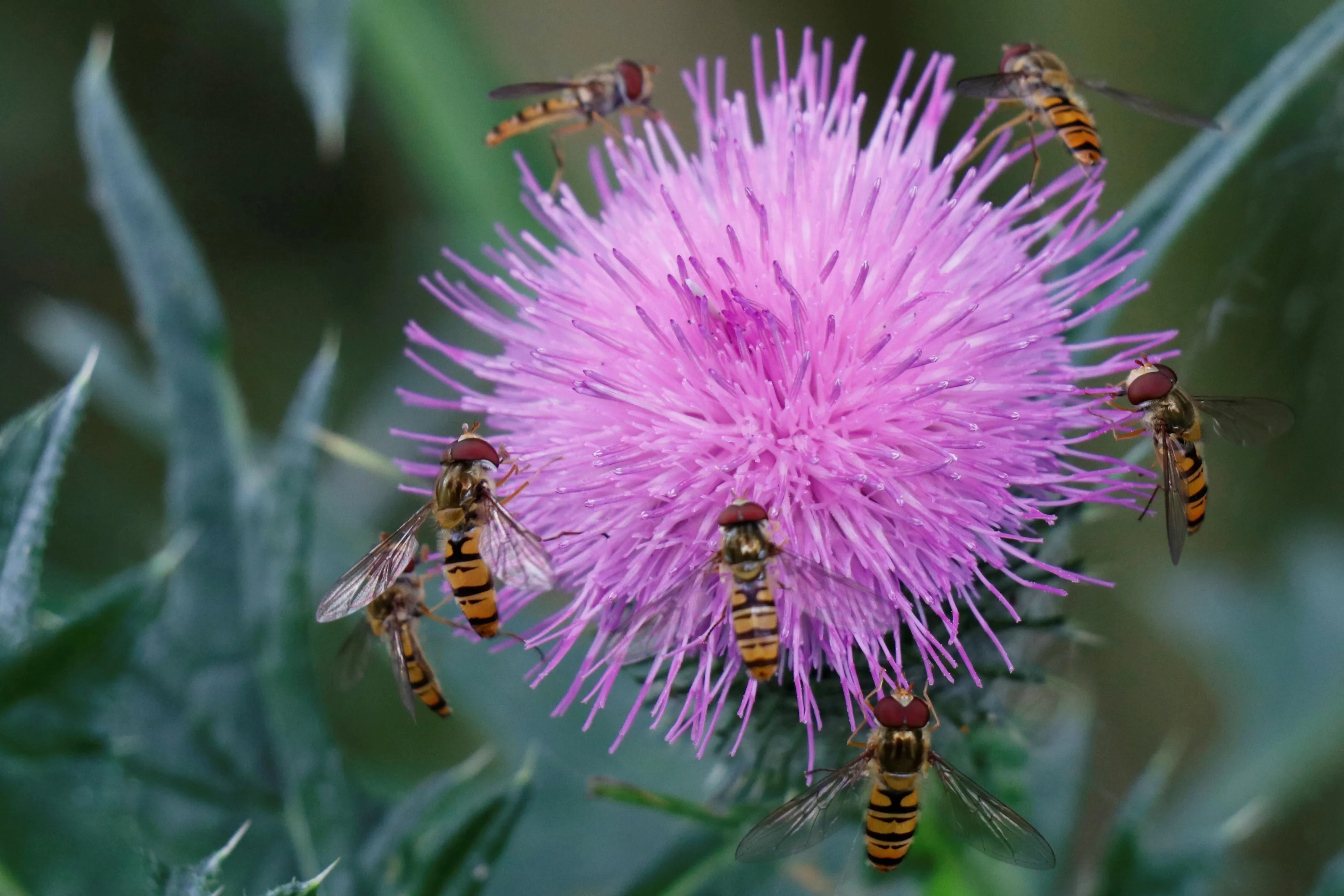 Hover fly bubble
