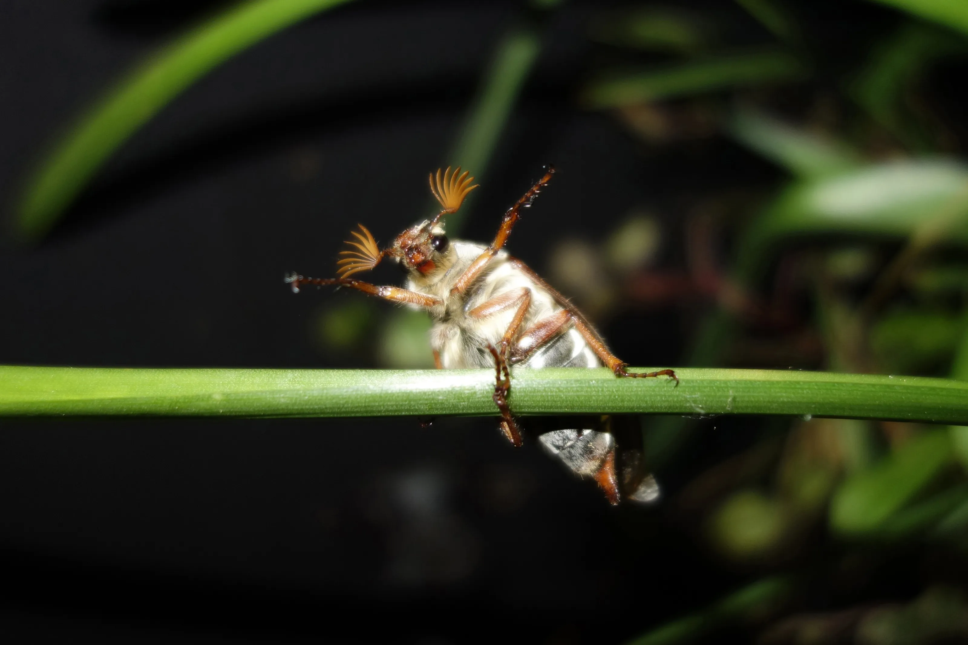 Cheerful Cockchafer
