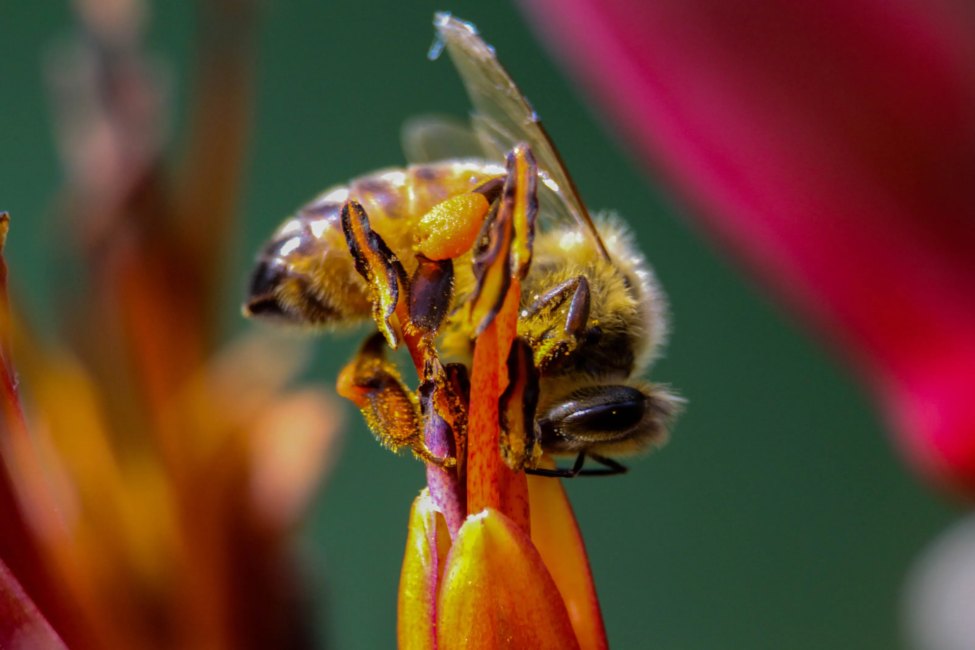 Balanced Bee