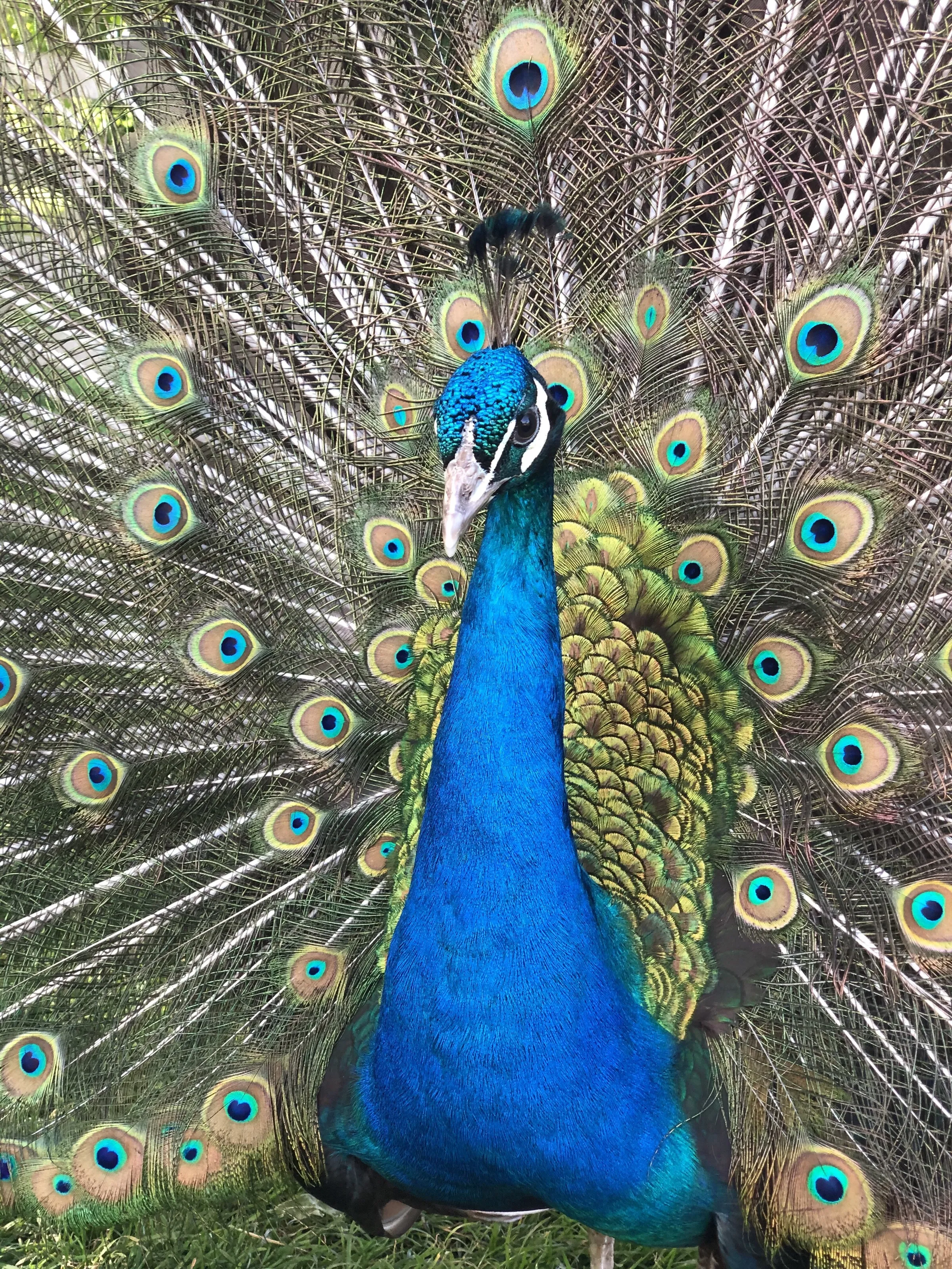 No one shows off quite like Eric