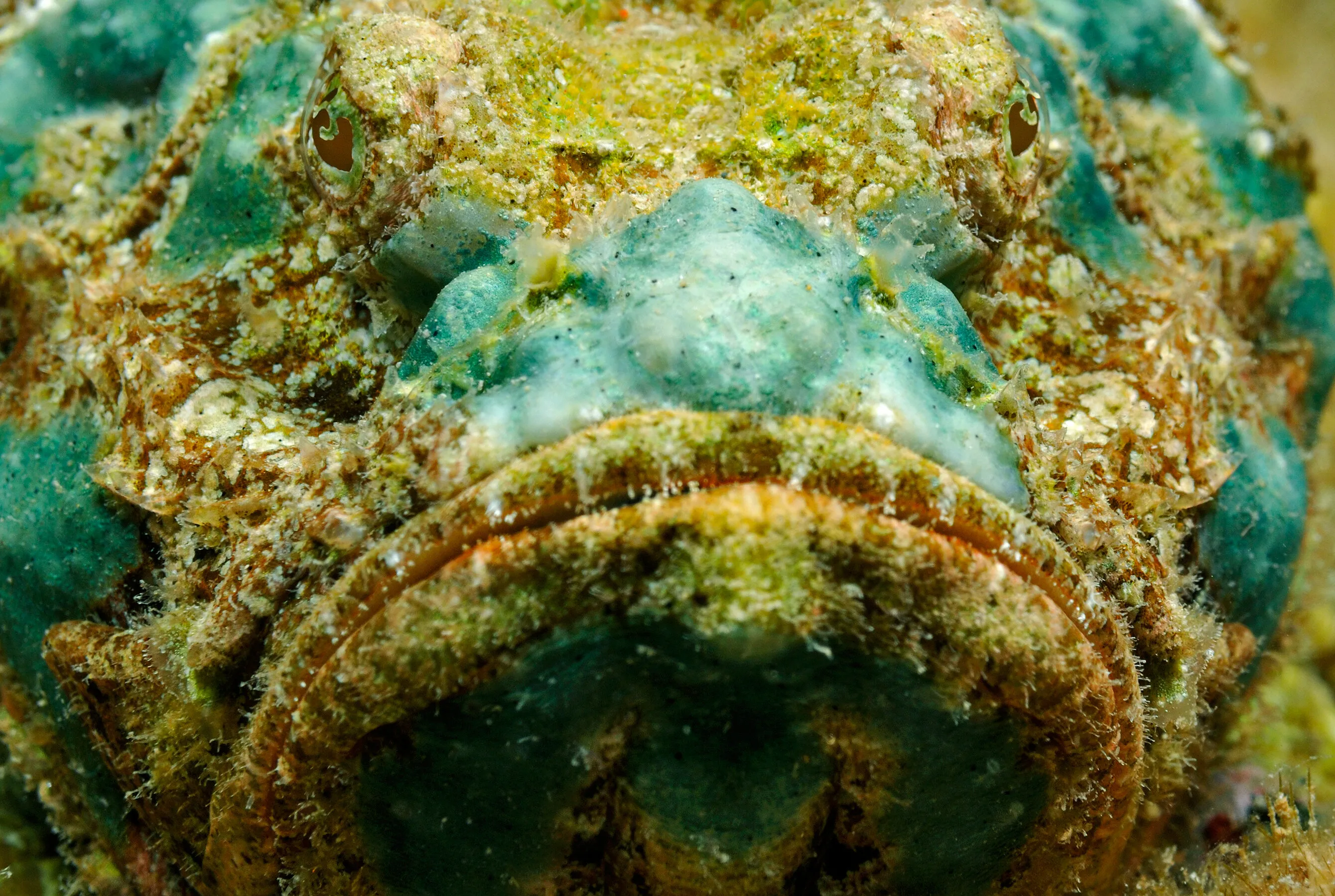 Stonefish