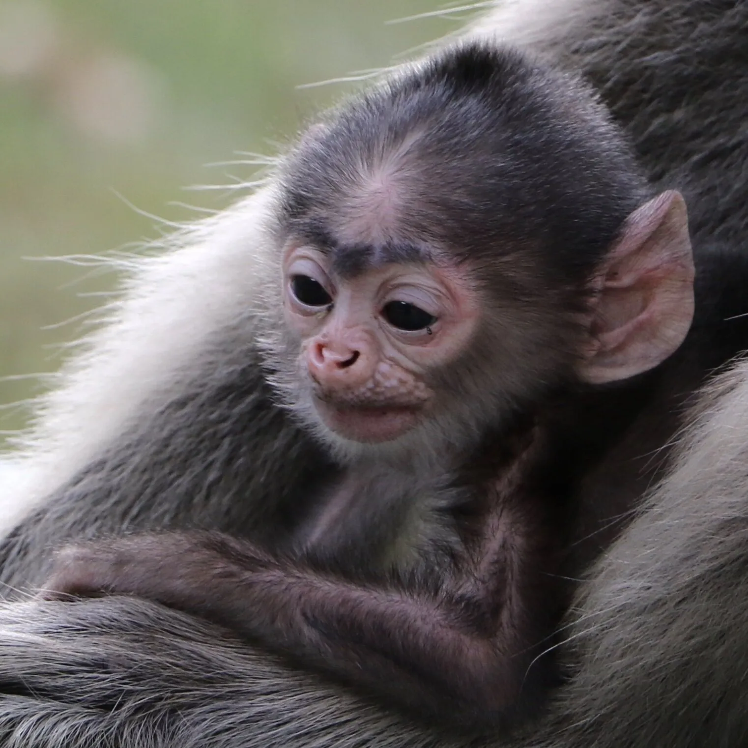 Baby Gray Langur