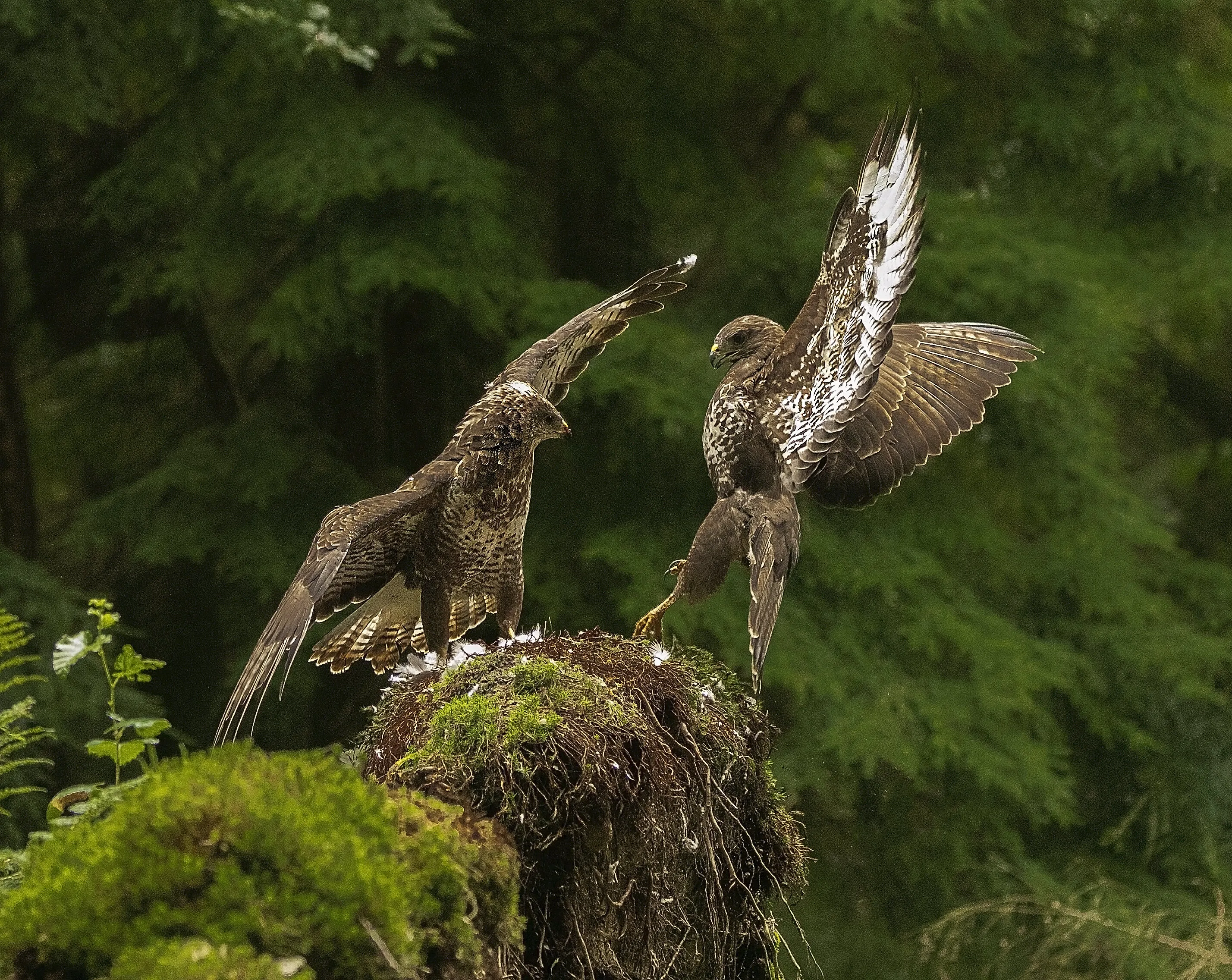 Battling Buzzards