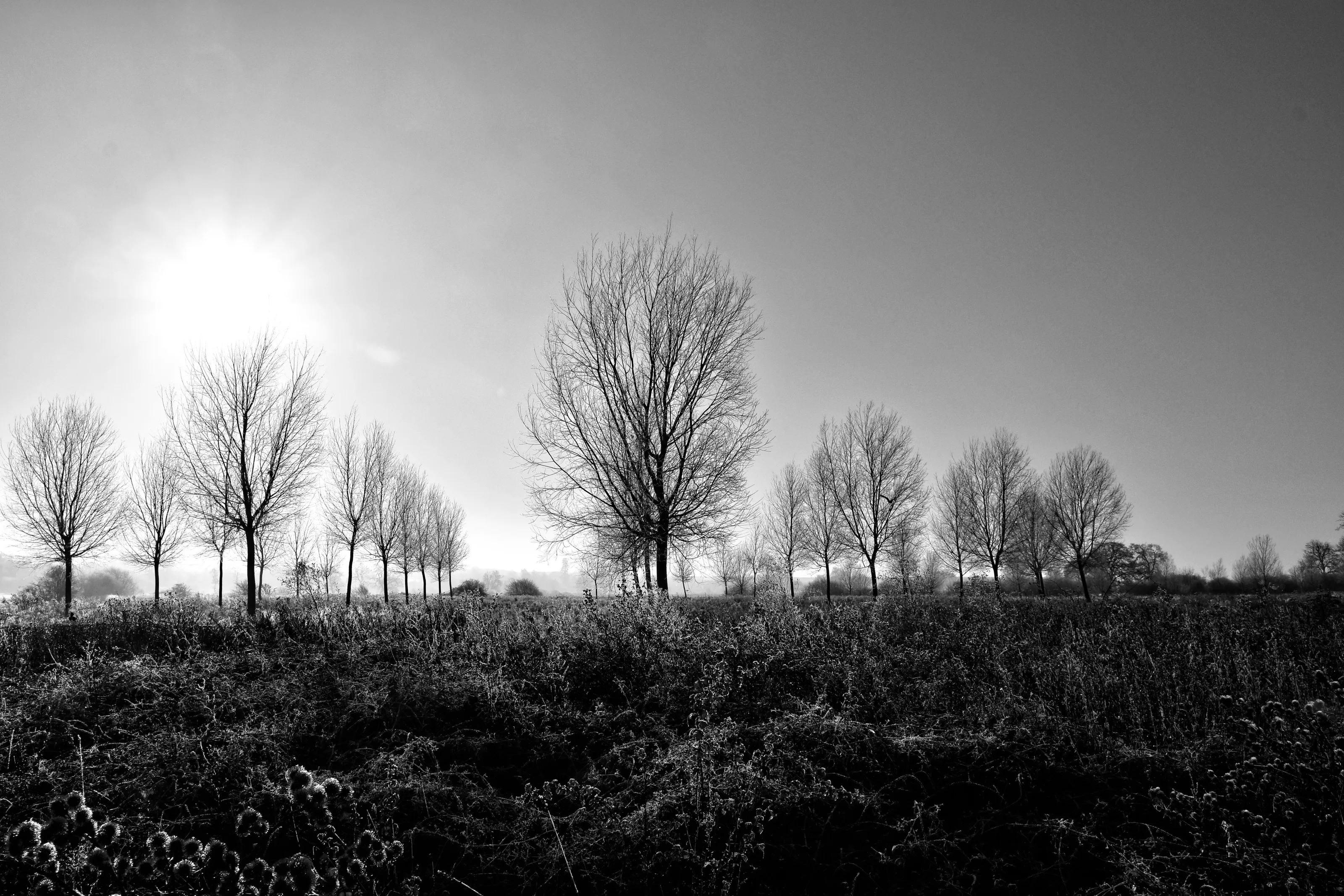 Winter Trees