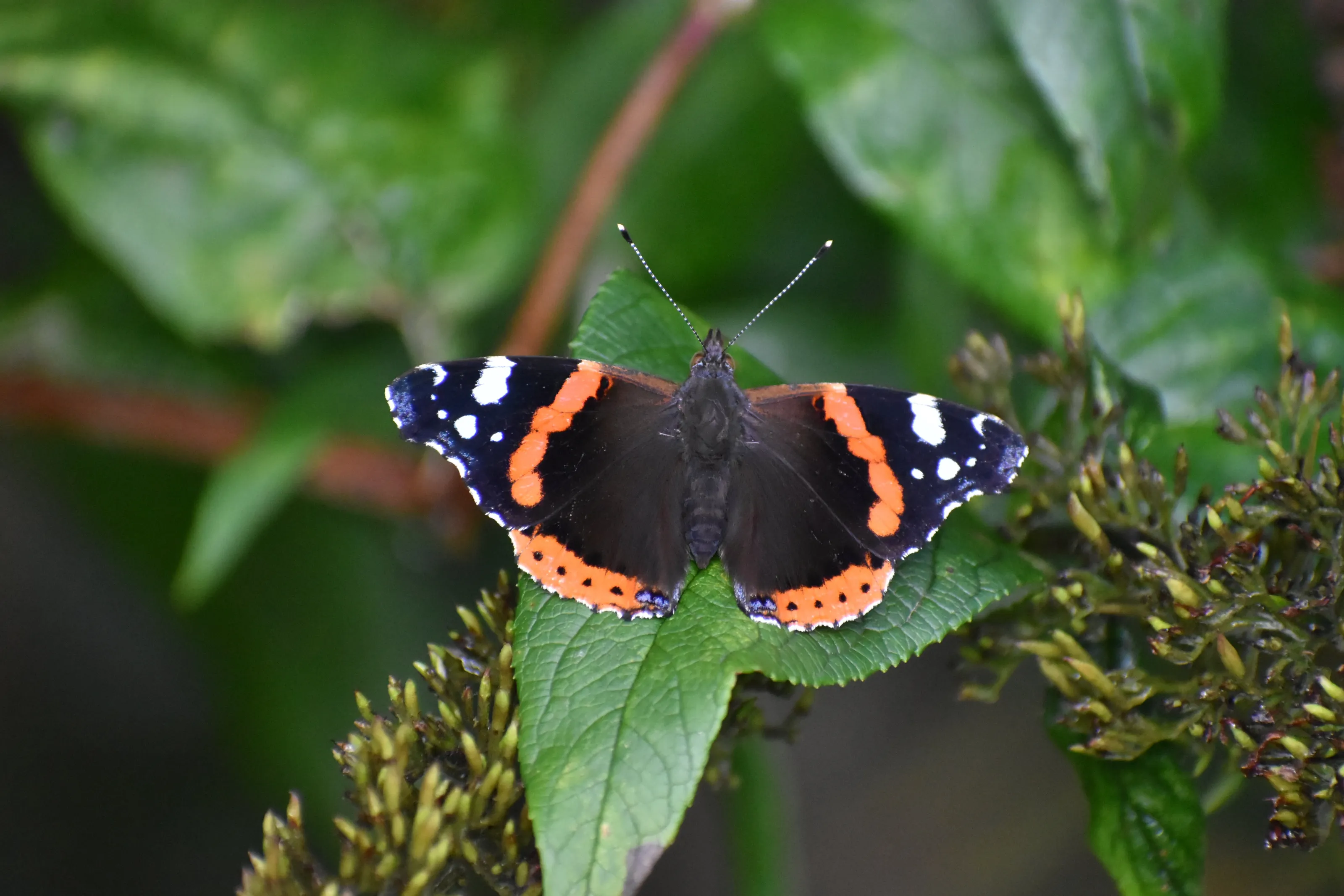 Red Admiral