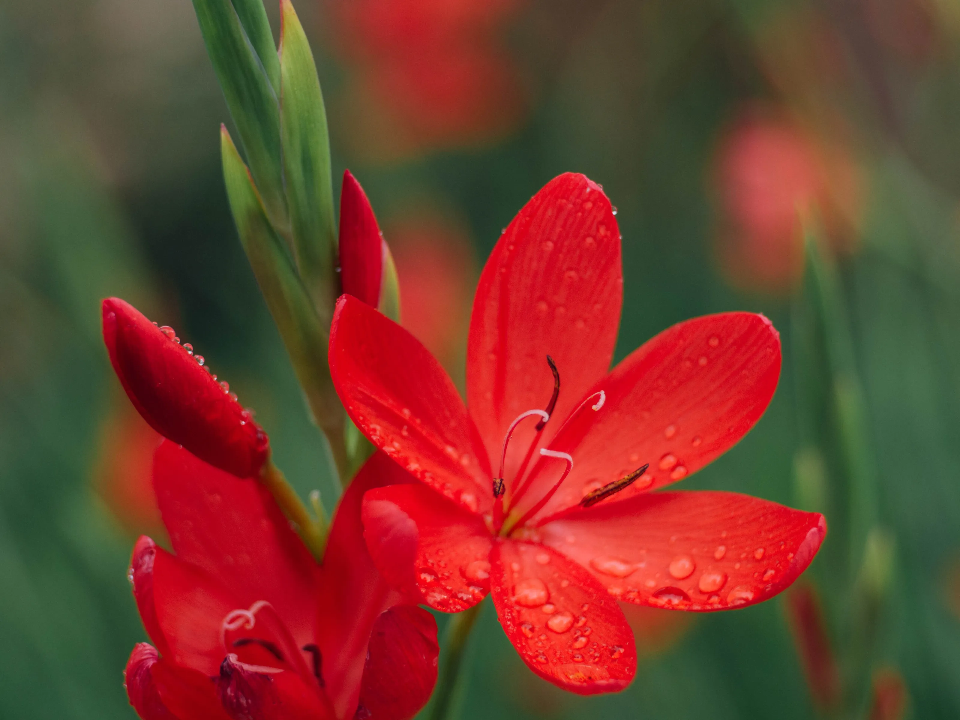 Red Flower Water Drop