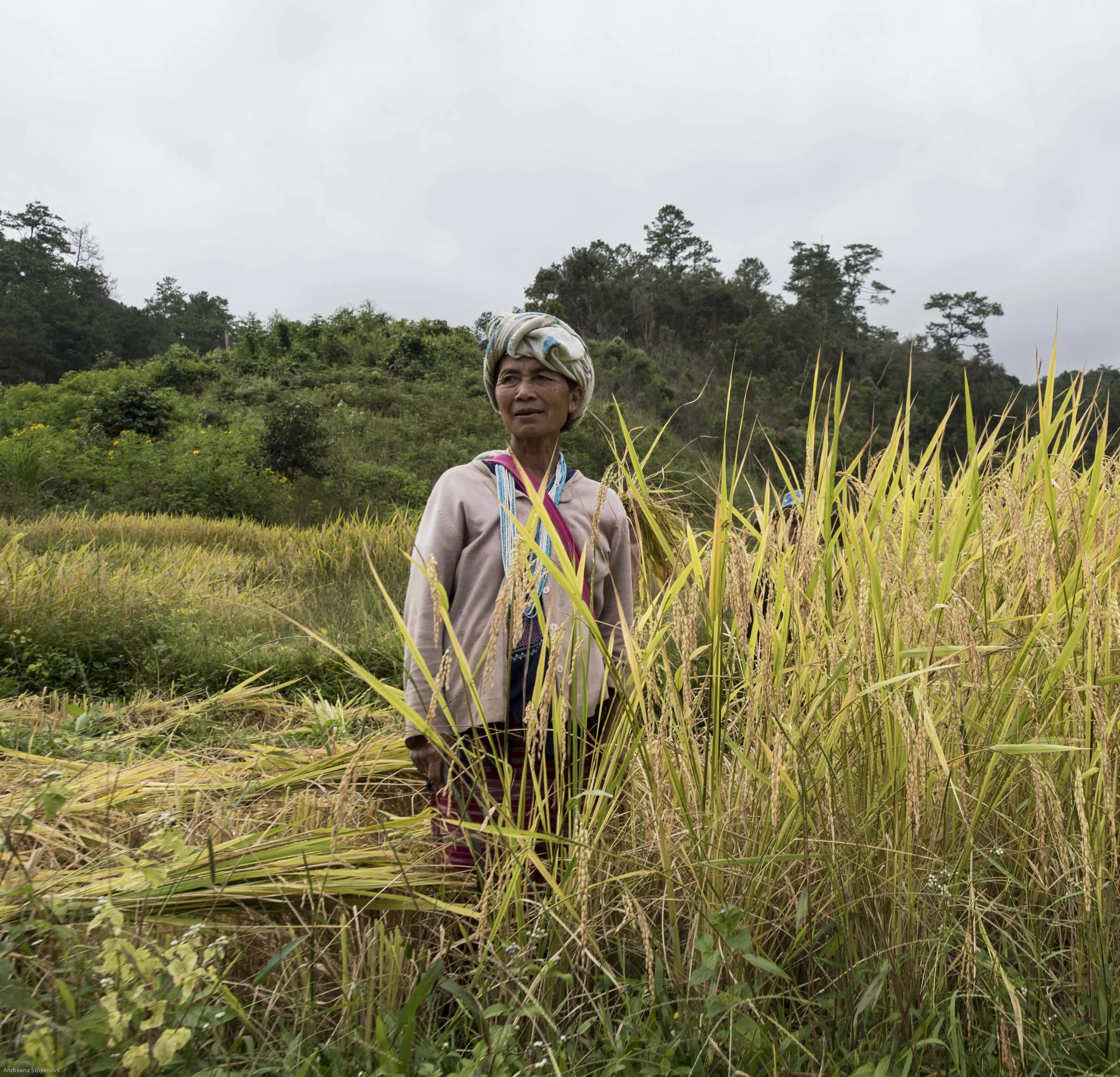 Karen Tribe Woman in the rice fields during harvest