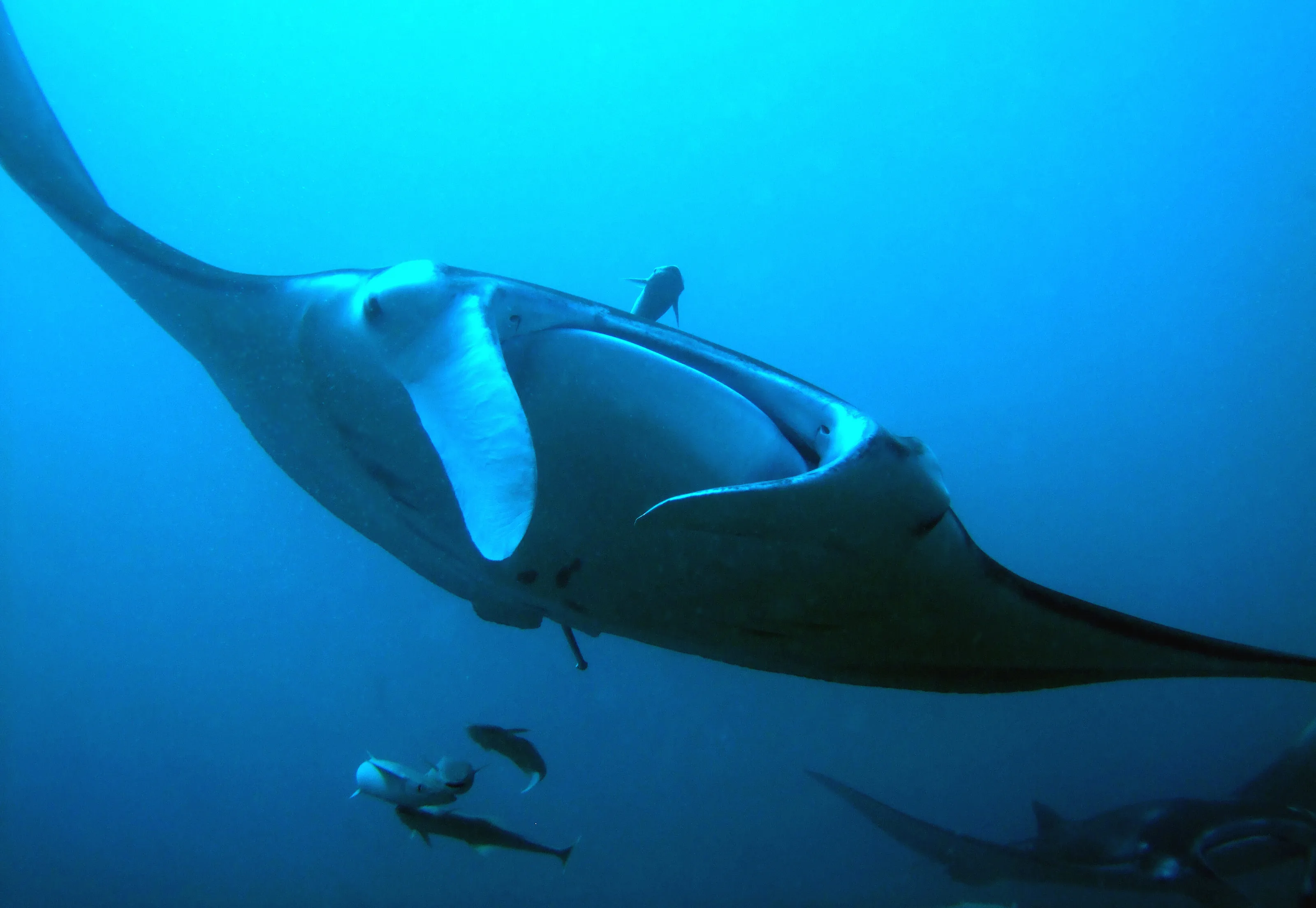 Low Flying Manta