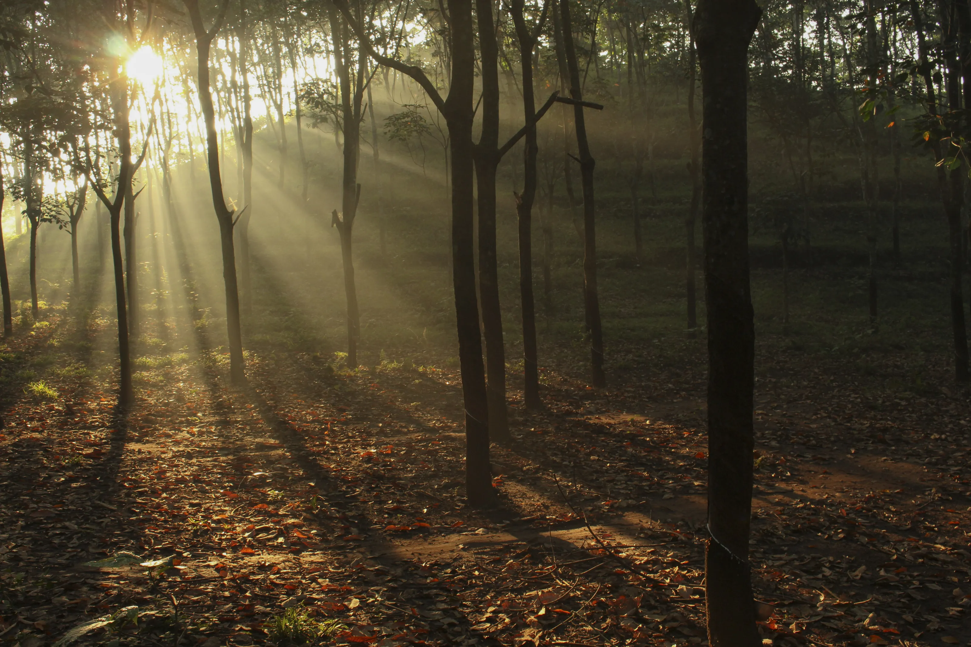morning in the forest