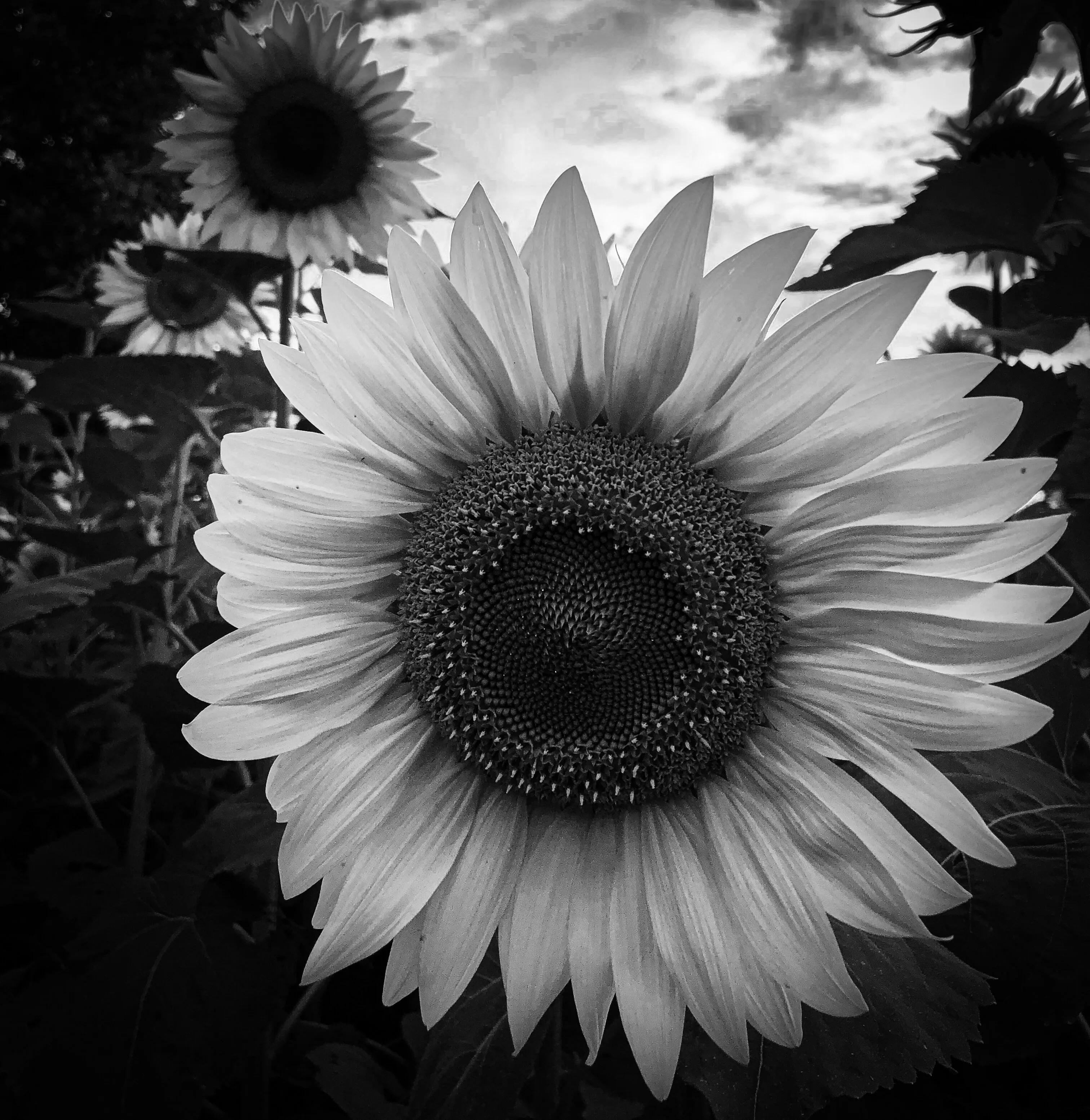 The Sunflower